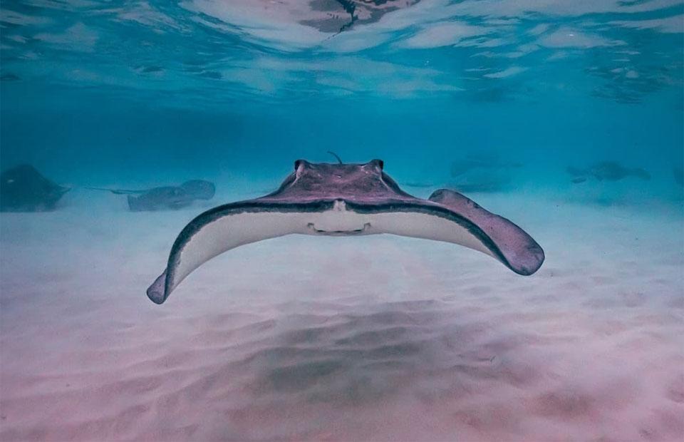 Stingray in Cayman Island