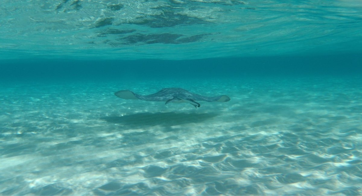 Southern stingray gliding over sandy bottom in crystal-clear turquoise water at Stingray City, Grand Cayman