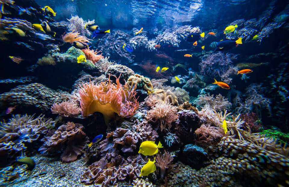 The marine life in the Cayman Islands