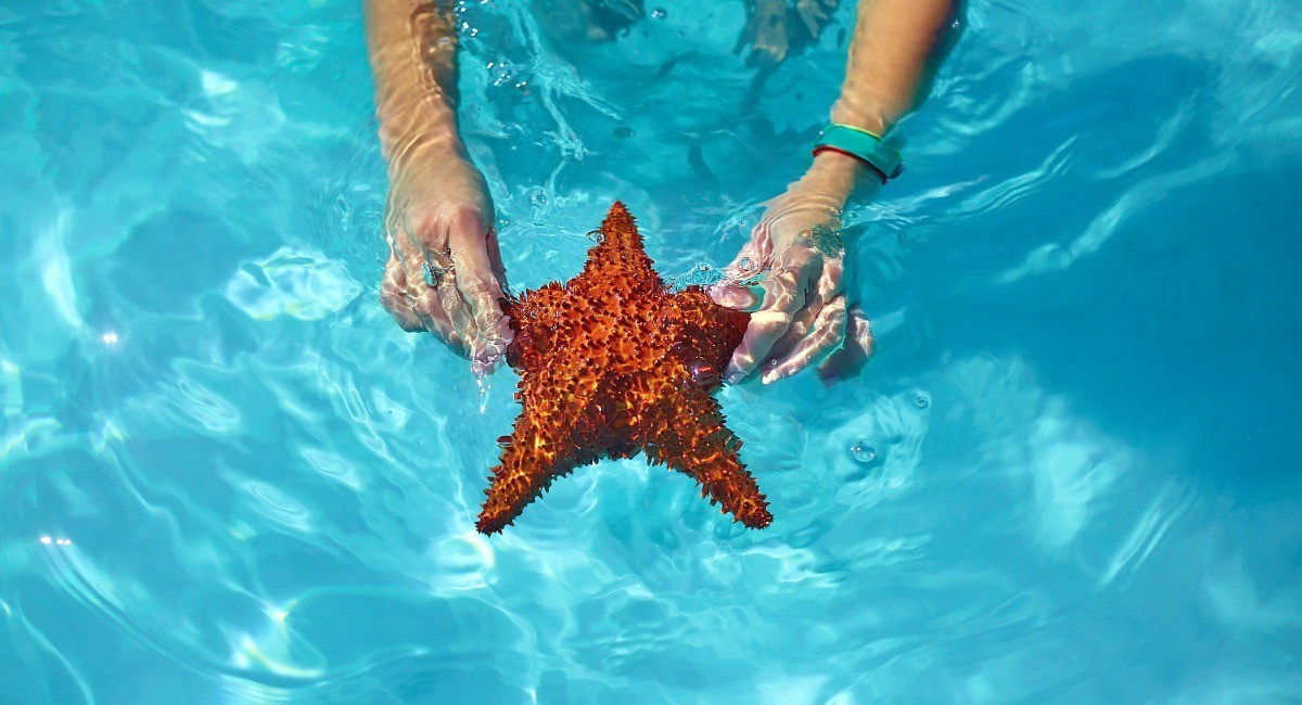 Hands gently holding bright red starfish underwater in crystal-clear turquoise waters at Starfish Point near Rum Point Grand Cayman showing marine life snorkeling experience