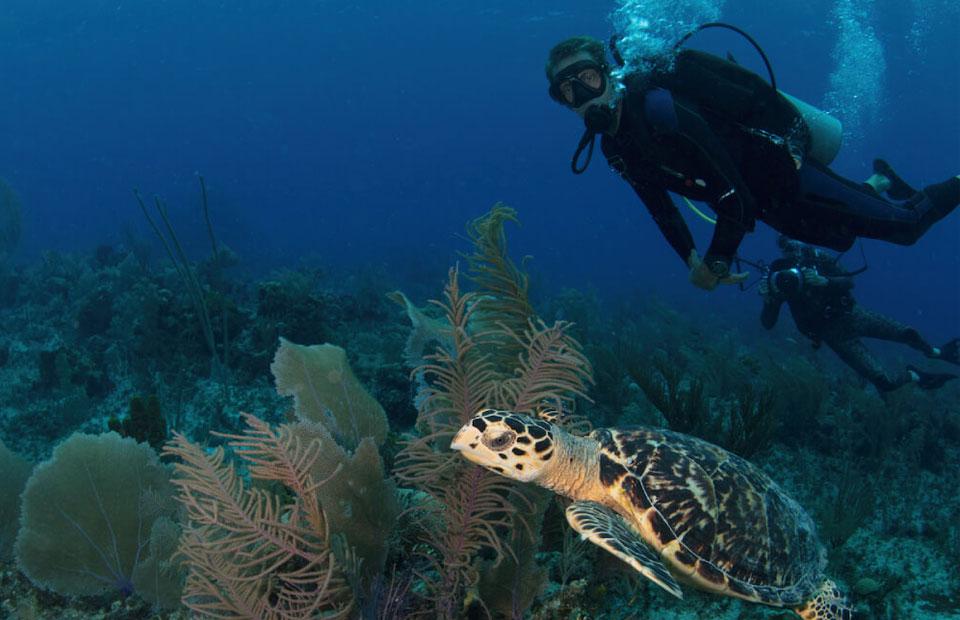 scuba diving in the Cayman Islands