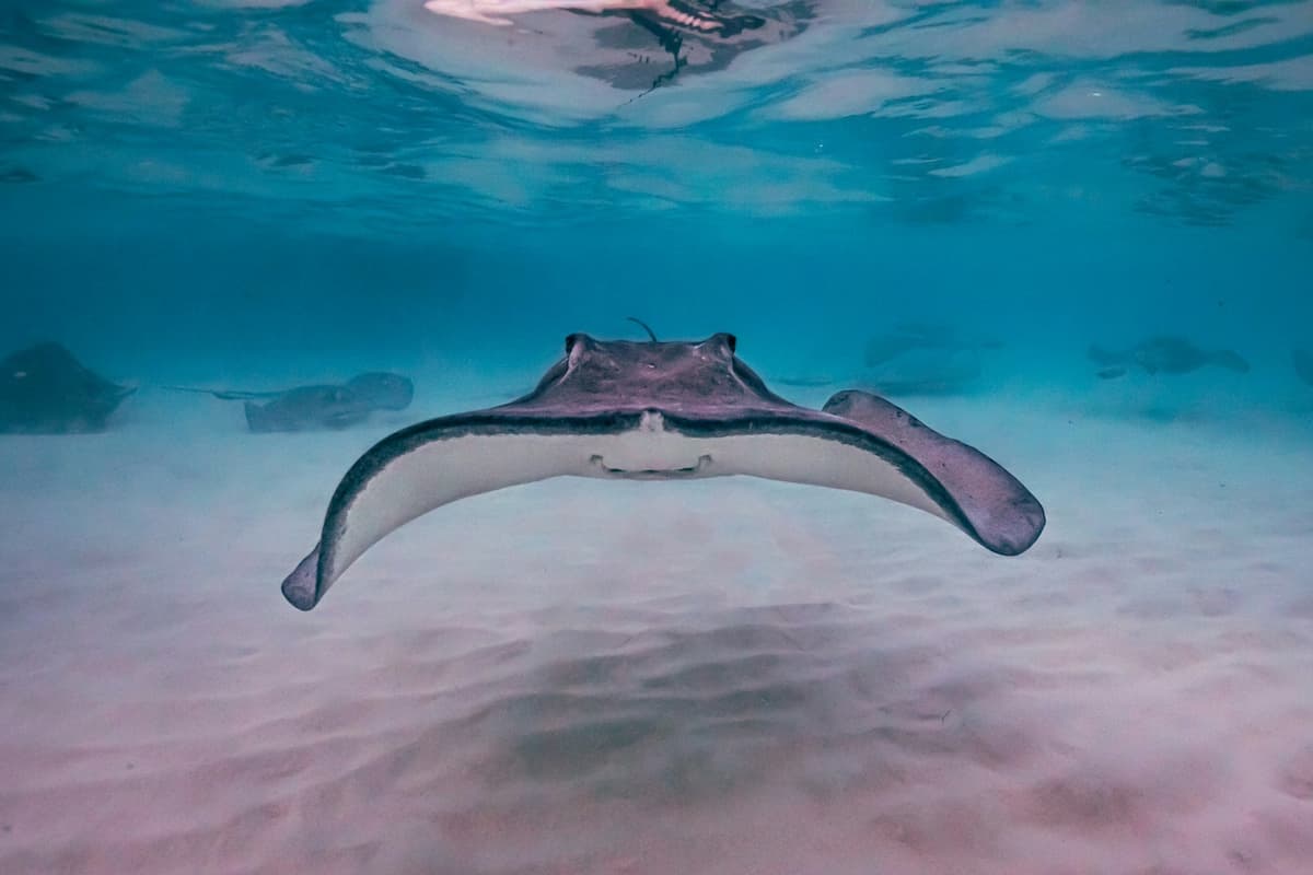 Stingray in Grand Cayman
