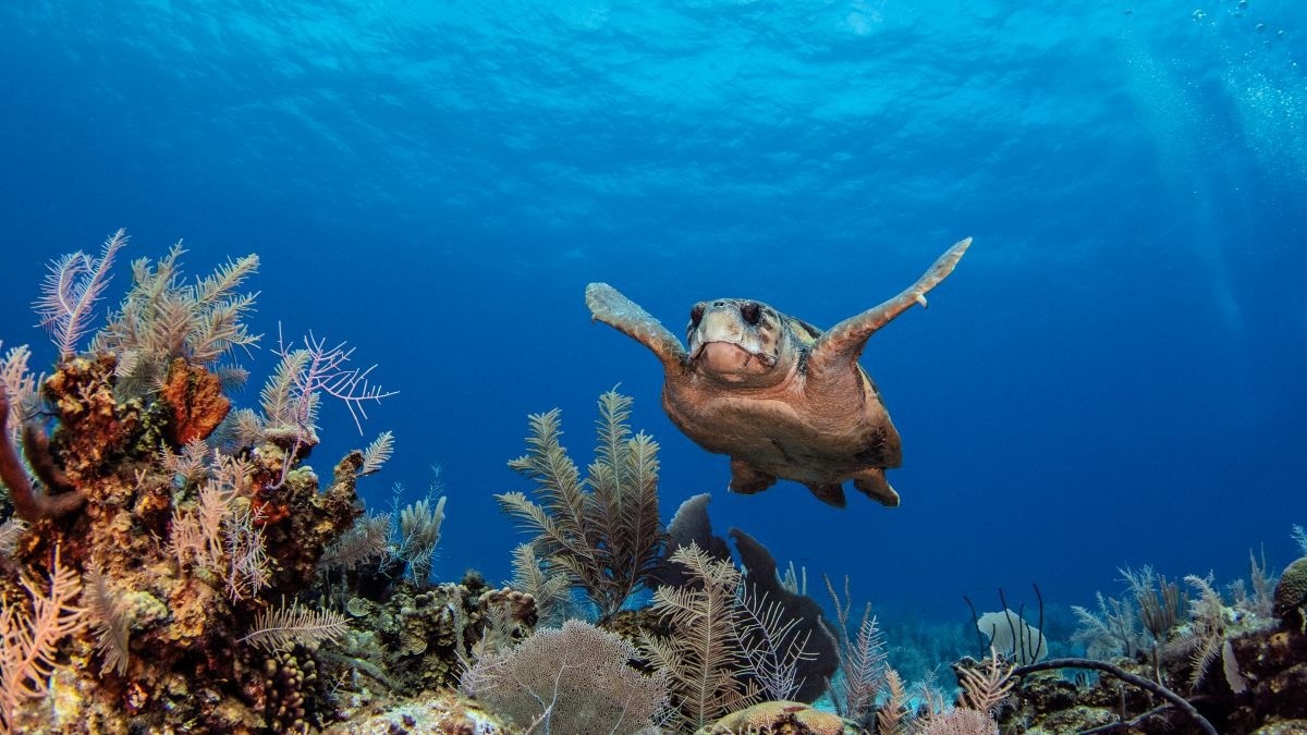 Sea turtle gliding over a colorful coral reef in clear blue water.