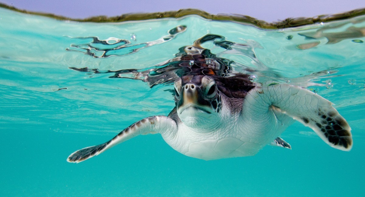 Green sea turtle swimming in crystal-clear waters at Seven Mile Beach Grand Cayman, showcasing excellent snorkeling visibility and marine life