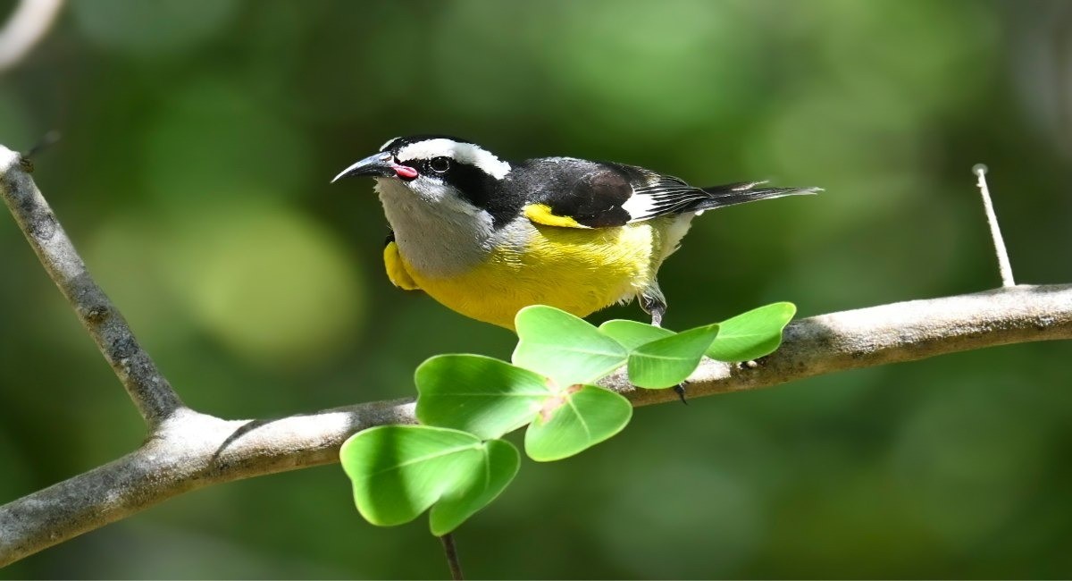 A Bananaquit with a bright yellow belly perched on a branch surrounded by tropical foliage in Grand Cayman