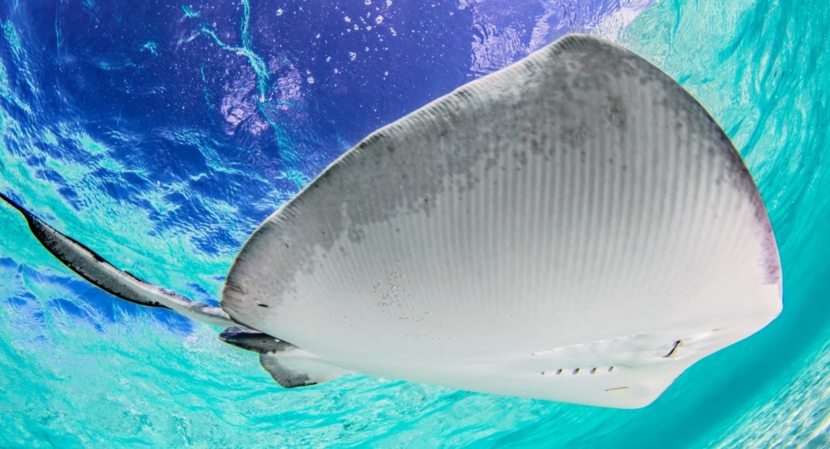 Close-up of a large Southern stingray gliding over the shallow, sandy ocean floor near Grand Cayman's Stingray City