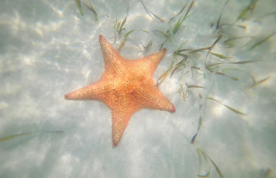 Orange starfish under the water which can be seen while snorkelling on Grand Cayman