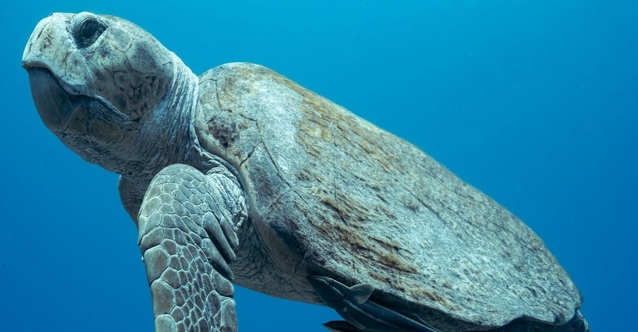 Close-up of a sea turtle swimming in the deep blue waters of Grand Cayman
