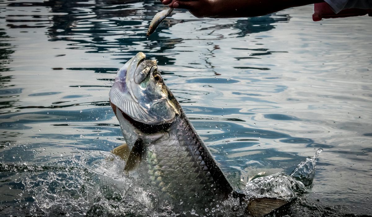 A tarpon breaking the surface of the water as it tries to catch a bait-fish from the hands of a human