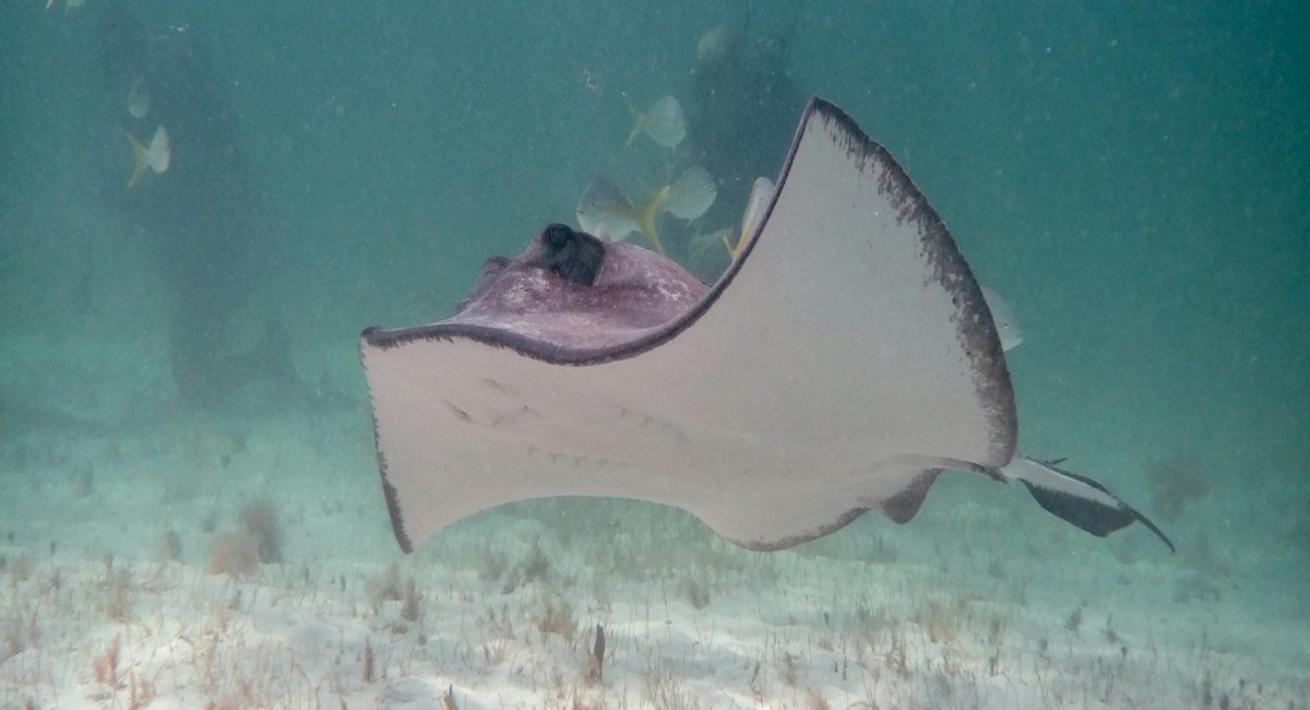 A southern stingray gliding over the sandy seabed at Grand Cayman