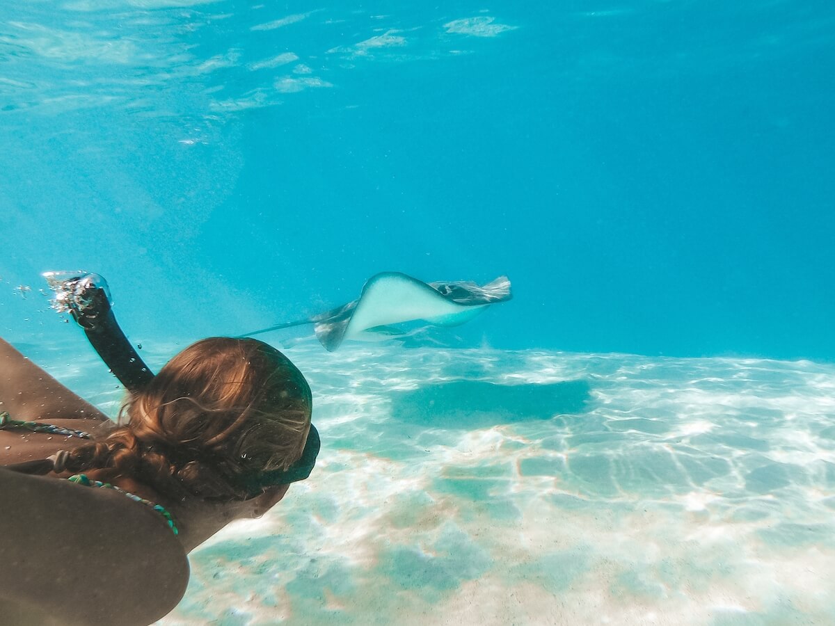 Swimming with Stingrays