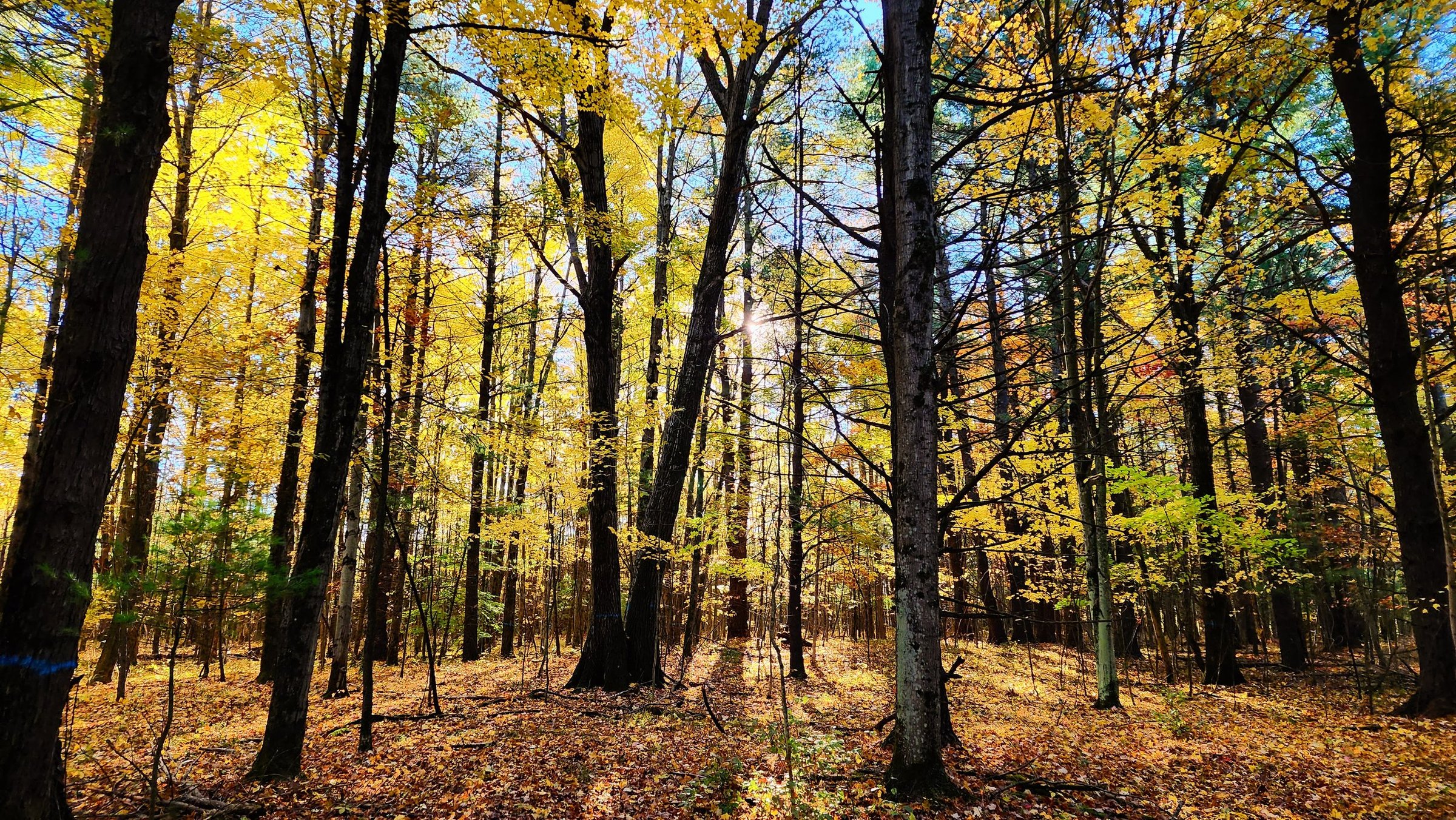 Keuka Lake Autumn (1).jpg