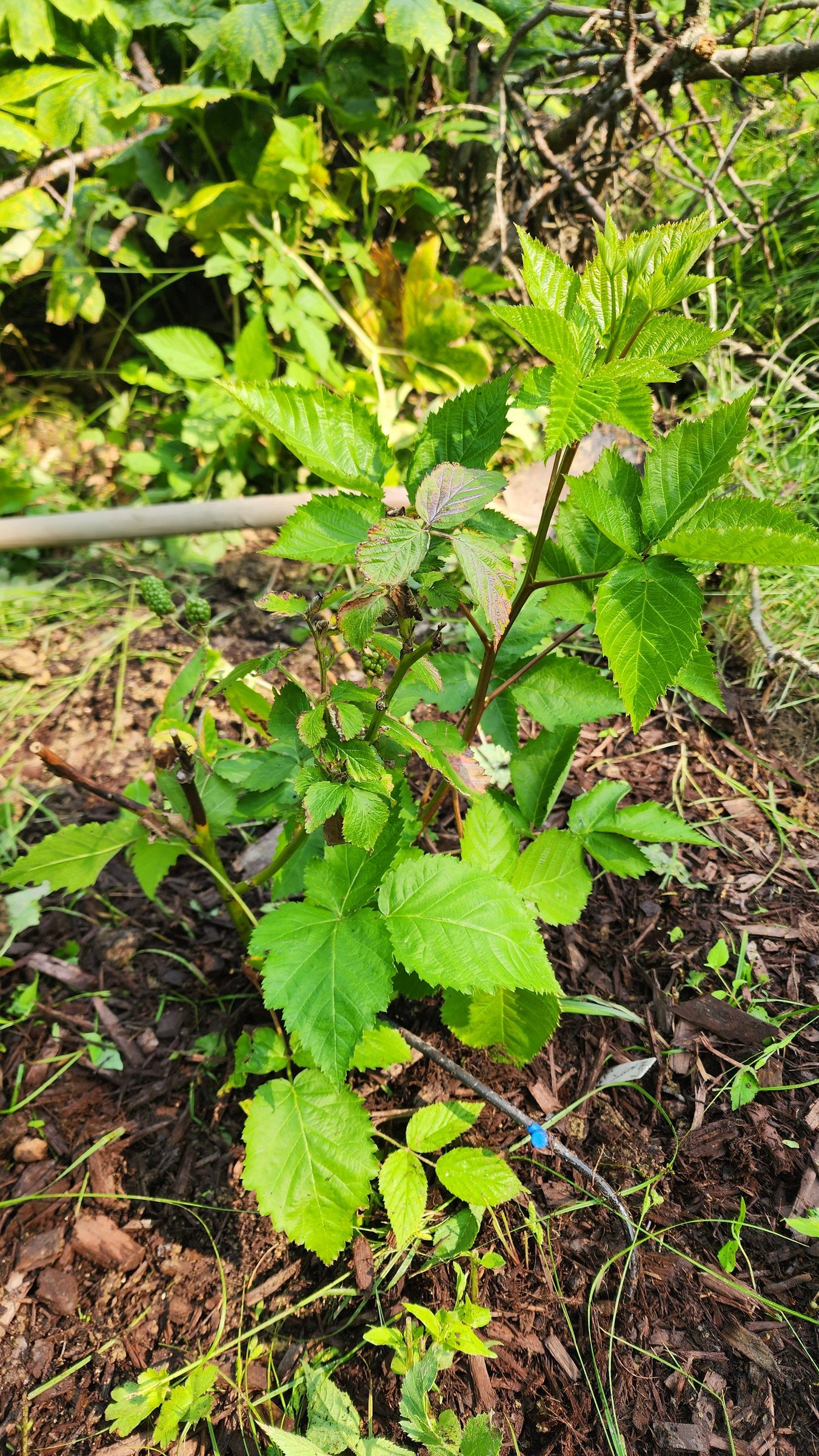 June 2025 Blackberry Planting (1).jpg