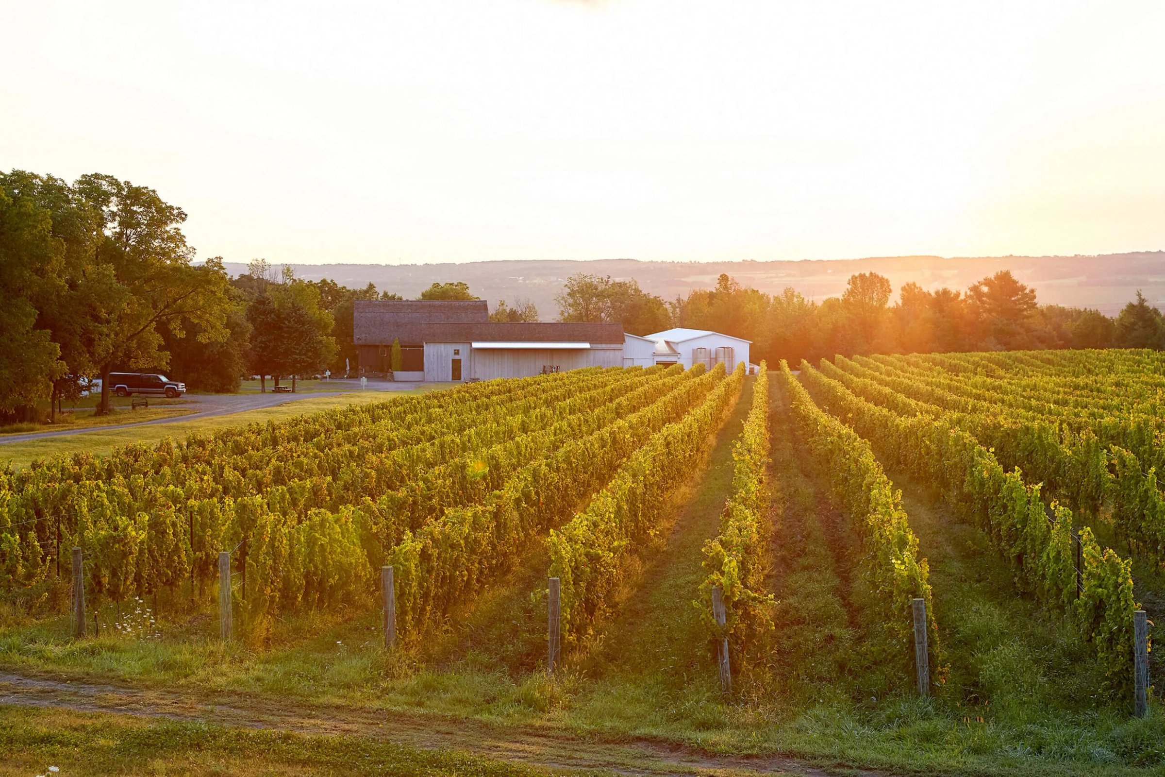 Hermann J. Wiemer Vineyard Sunset.jpg