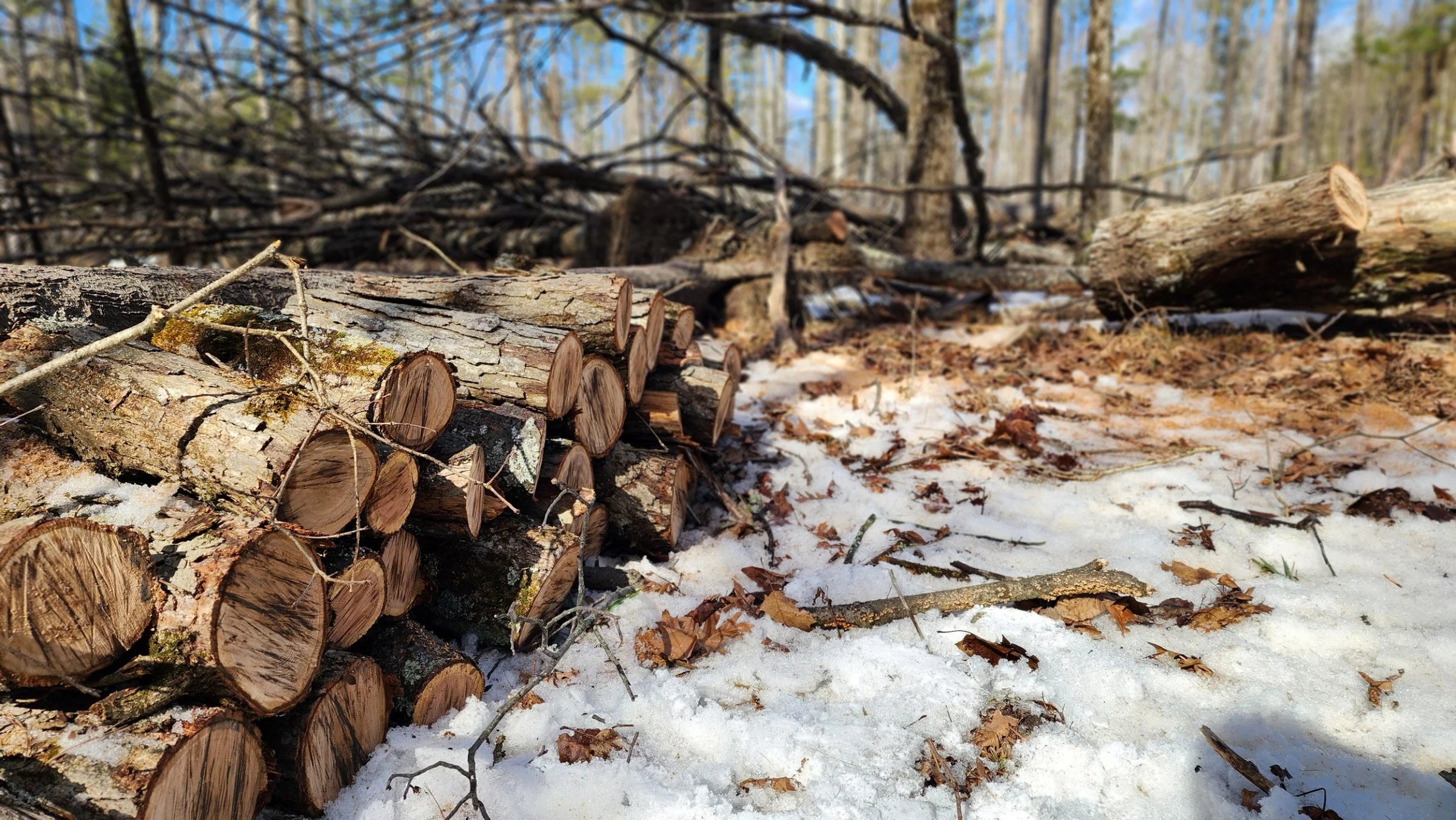 Cut Logs.jpg