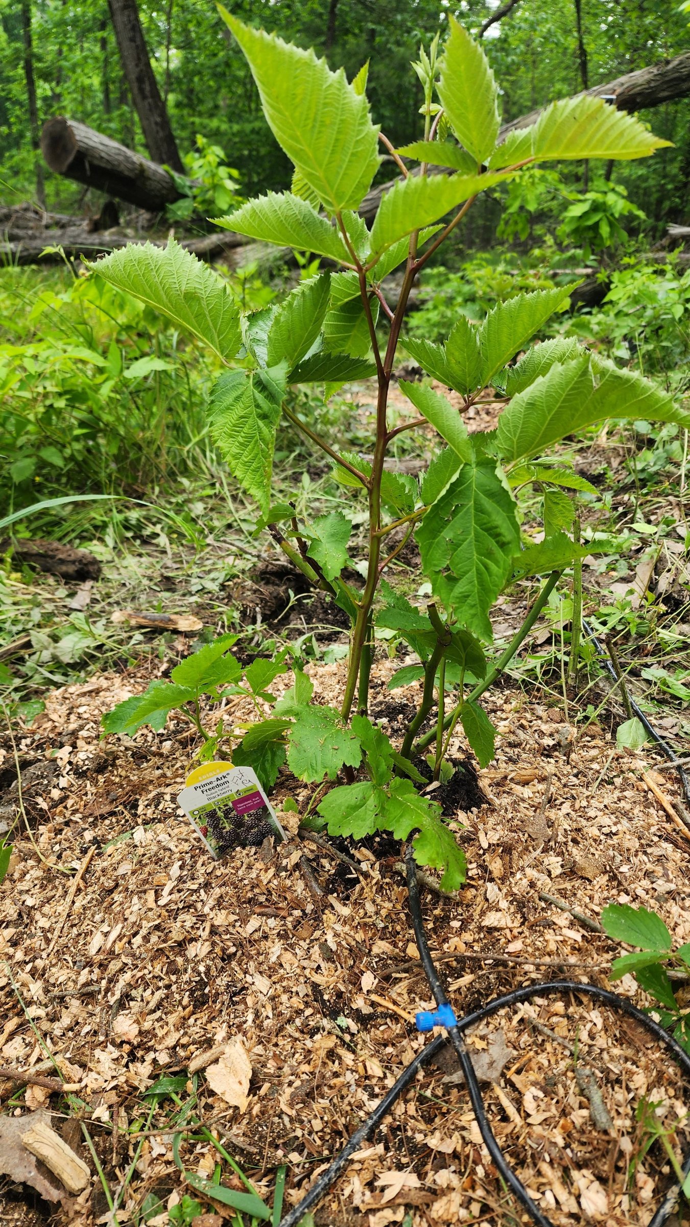 June 2025 Blackberry Planting (4).jpg