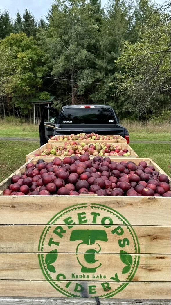 Treetops Cidery Orchard 2.jpeg