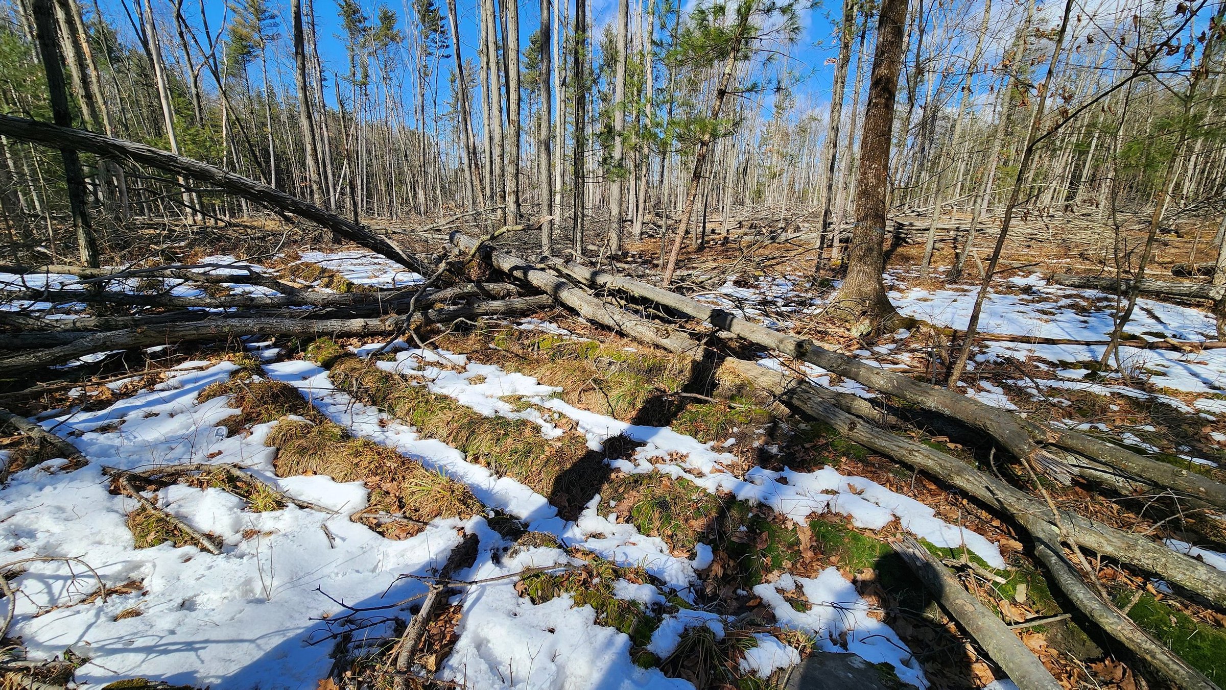 Site #1.jpg