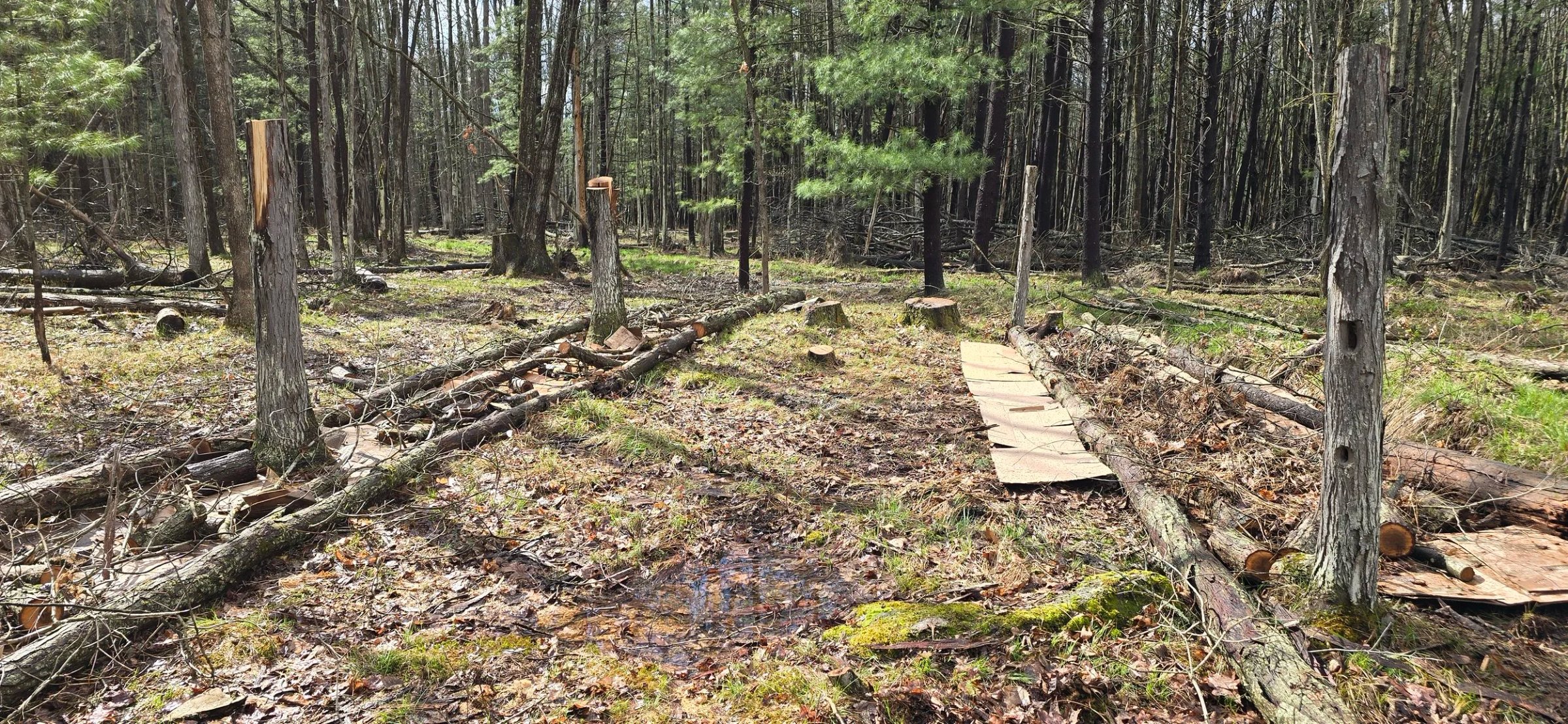 Developing orchard rows with logs and cardboard in wet soil conditions for blackberry planting