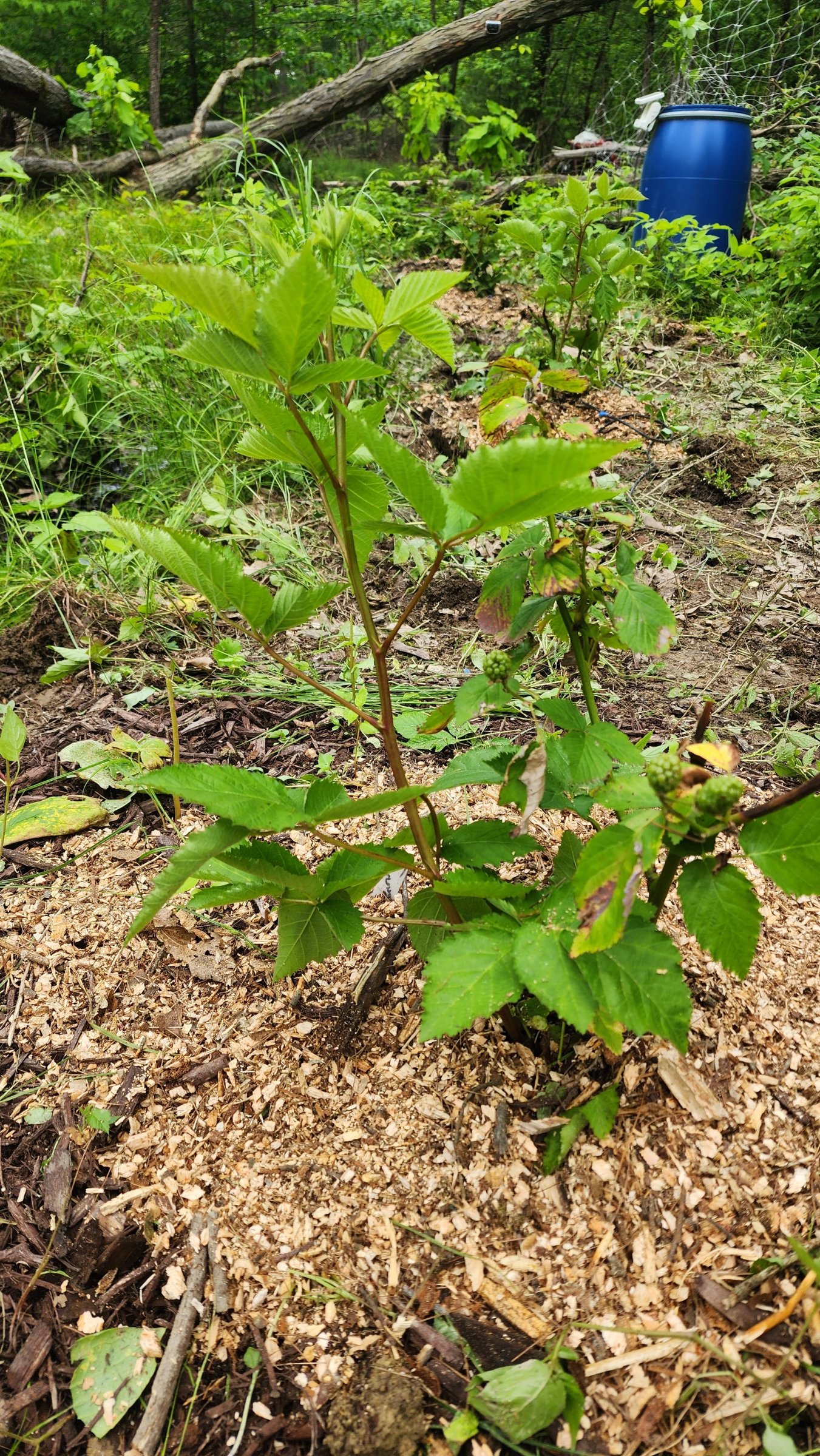 June 2025 Blackberry Planting (2).jpg
