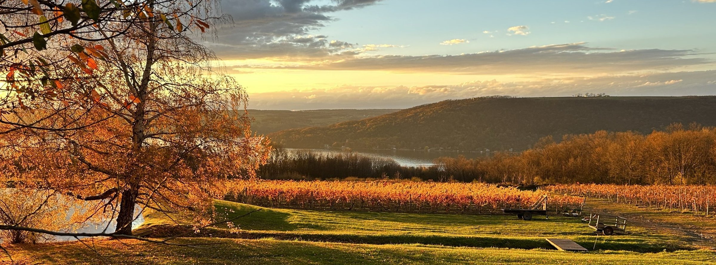 McGregor Vineyard