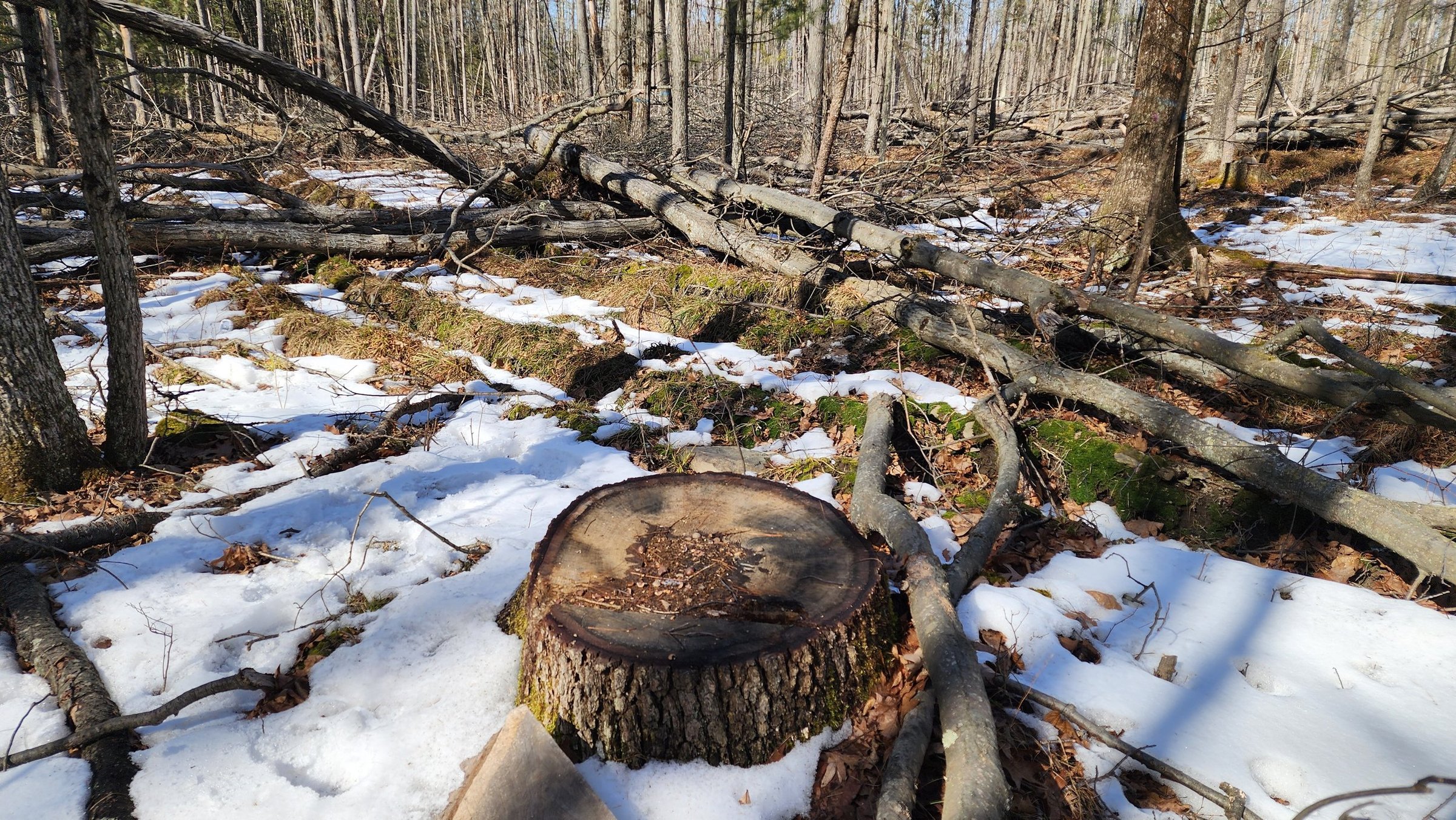 Site #1 Stump.jpg