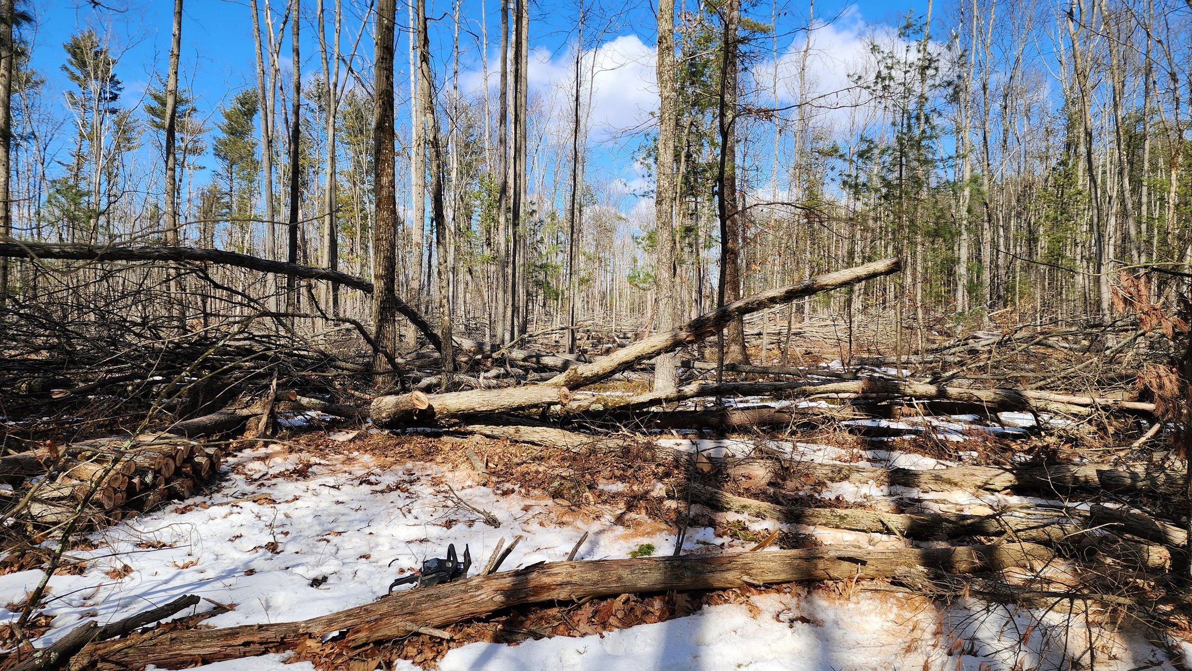 Clearing Area.jpg