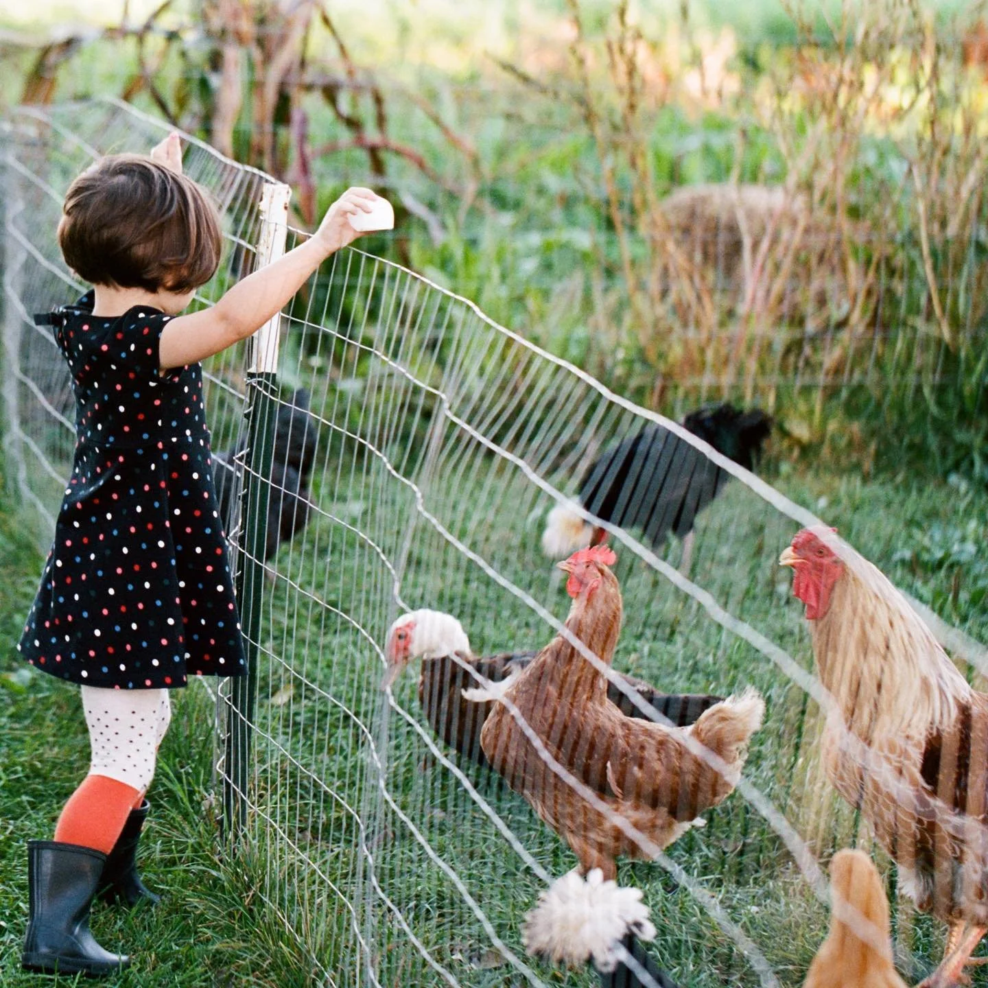 The Spotted Duck Farm.jpg