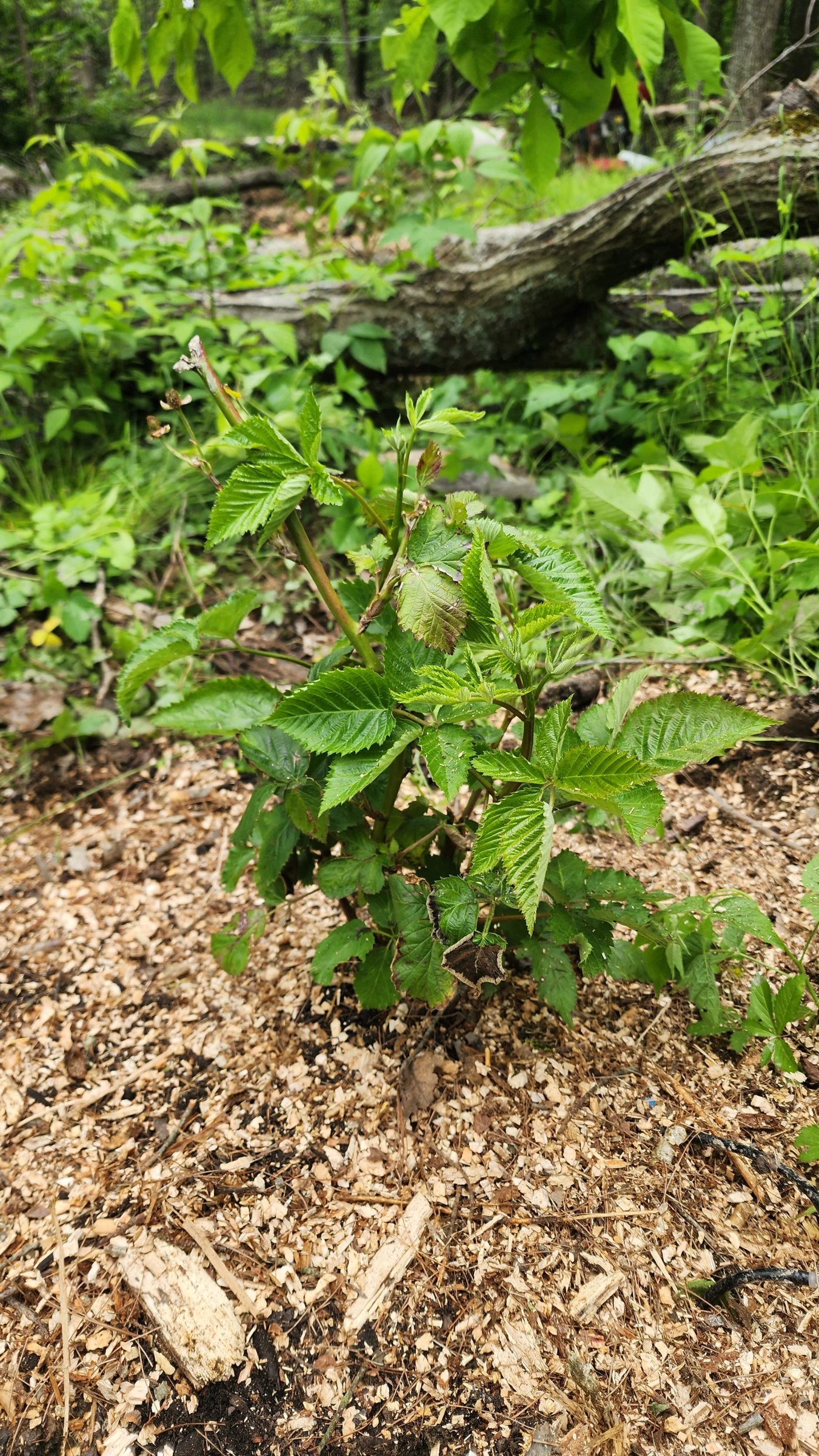 June 2025 Blackberry Planting (6).jpg