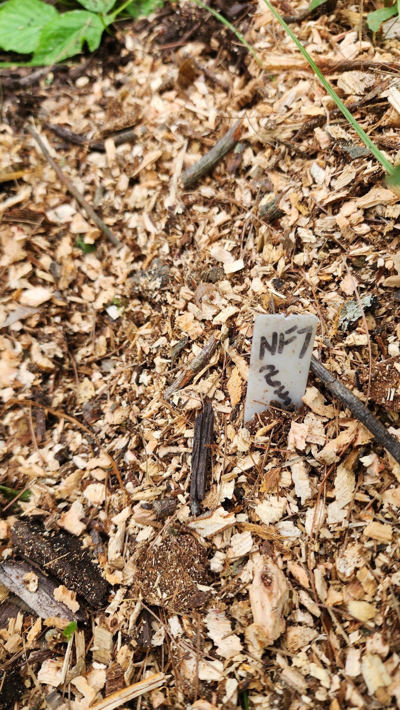 June 2025 Blackberry Planting (3).jpg