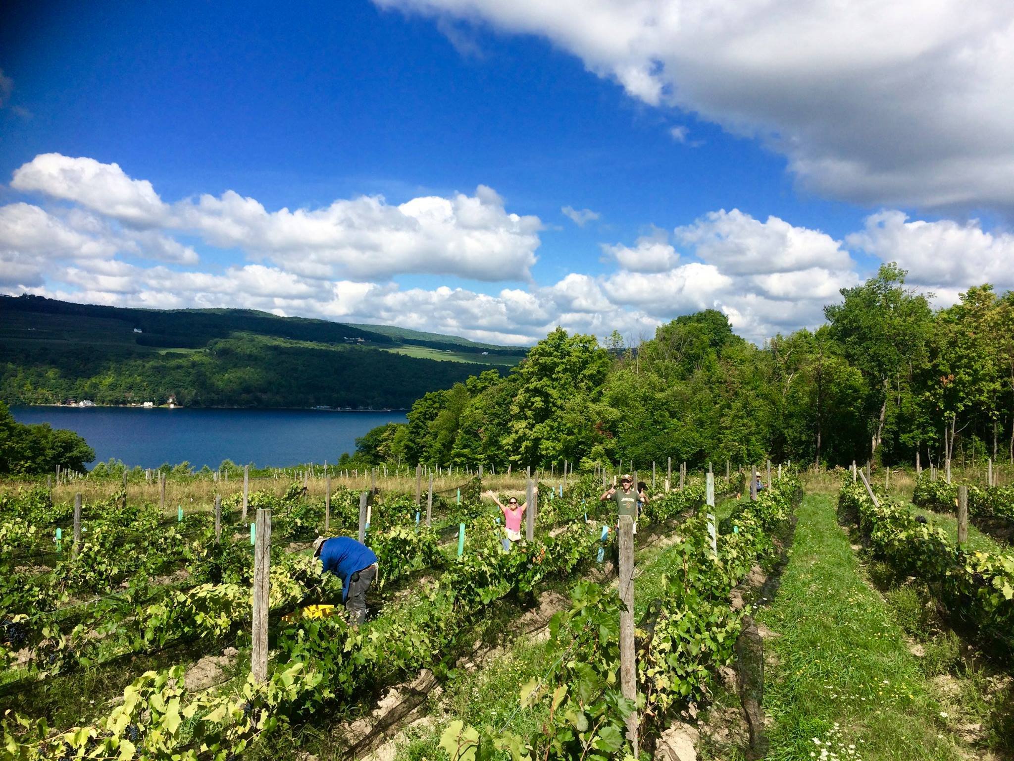 Keuka Lake Vineyards