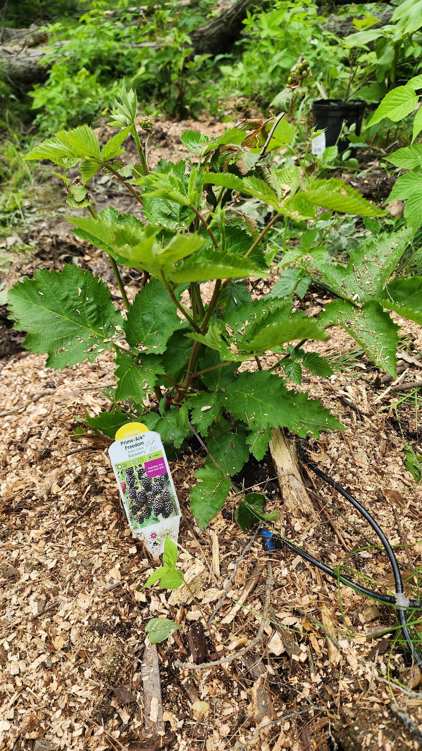 June 2025 Blackberry Planting (5).jpg