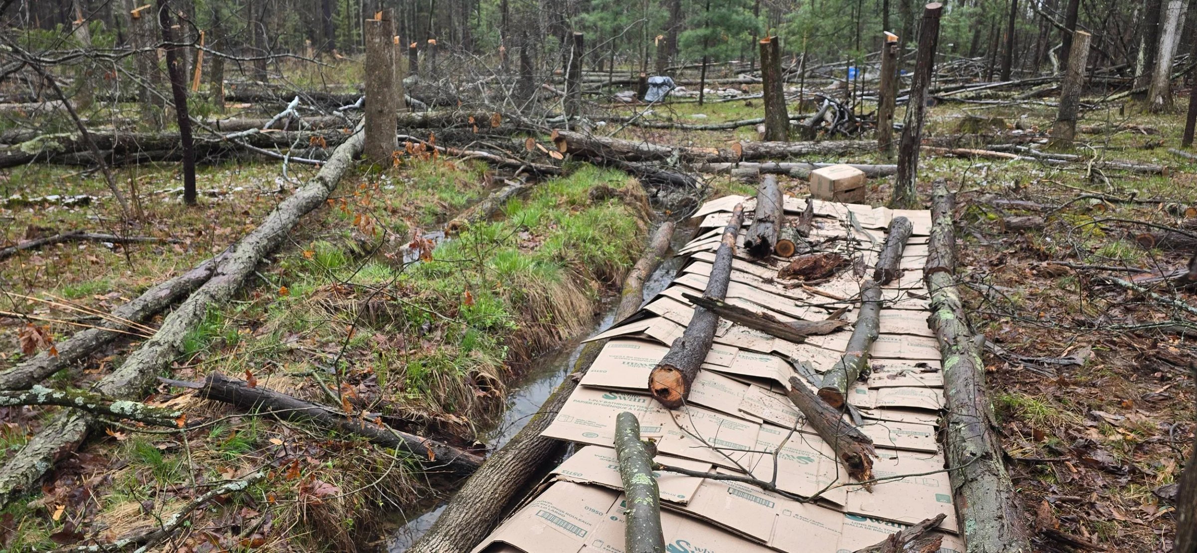 Early orchard row with cardboard and logs next to natural water flow channel in forest farm development