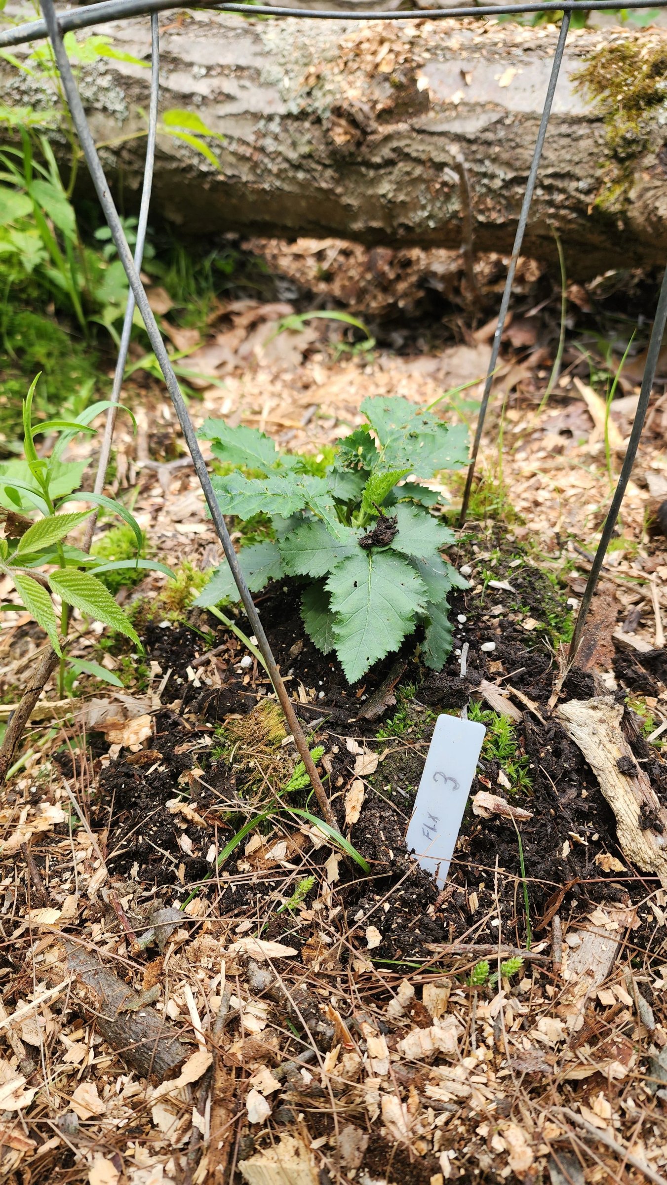June 2025 Blackberry Planting (8).jpg