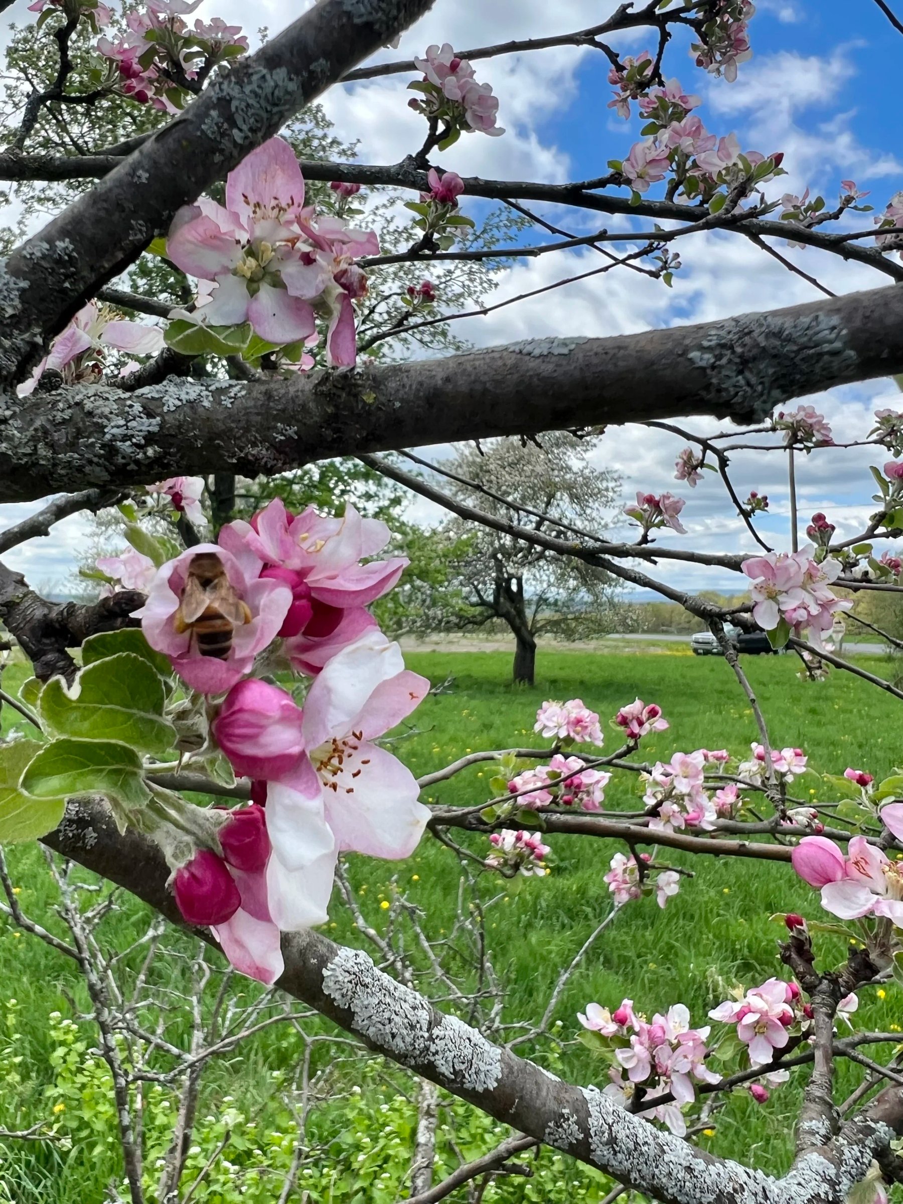 Treetops Cidery Orchard.jpeg