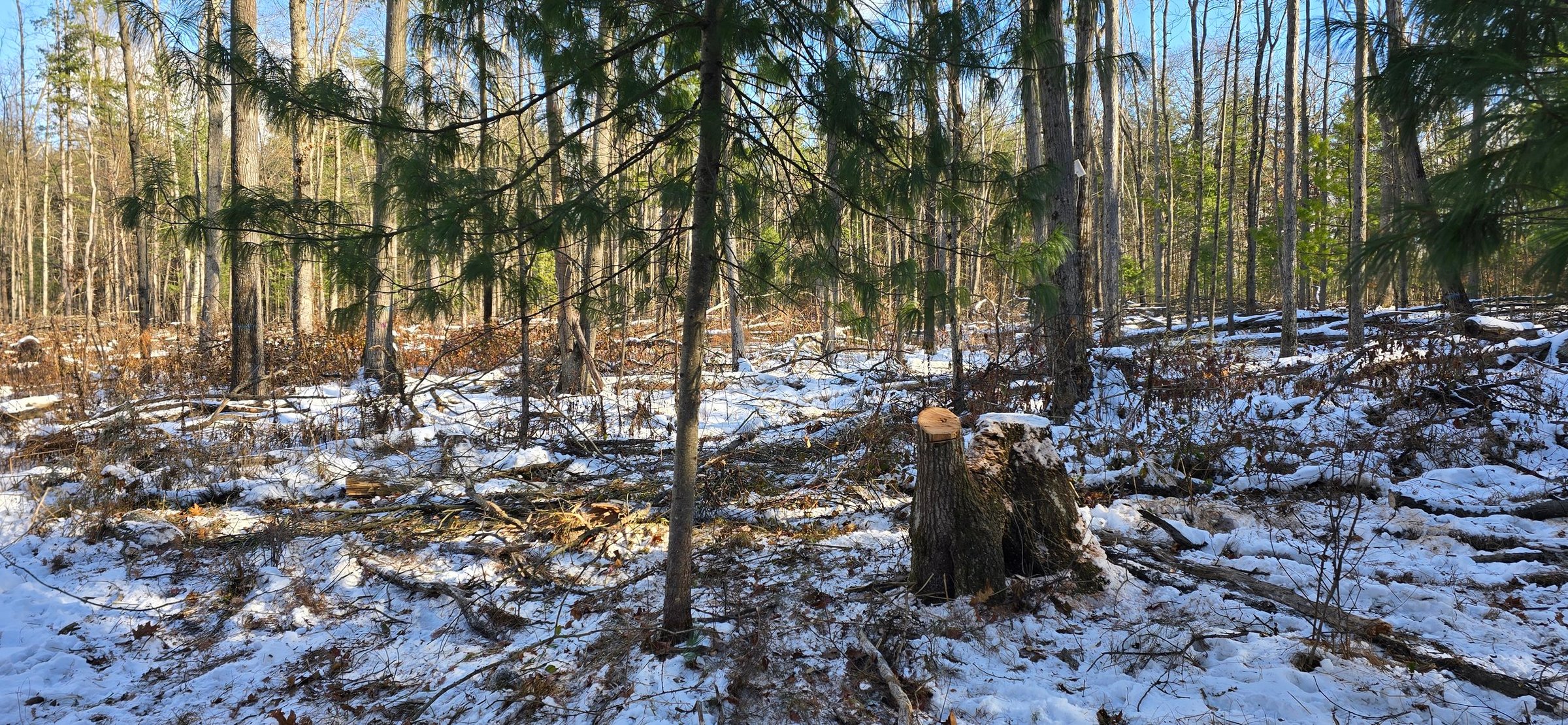 Farm December 2025 Progress Blackberry Site 1 (2).jpg