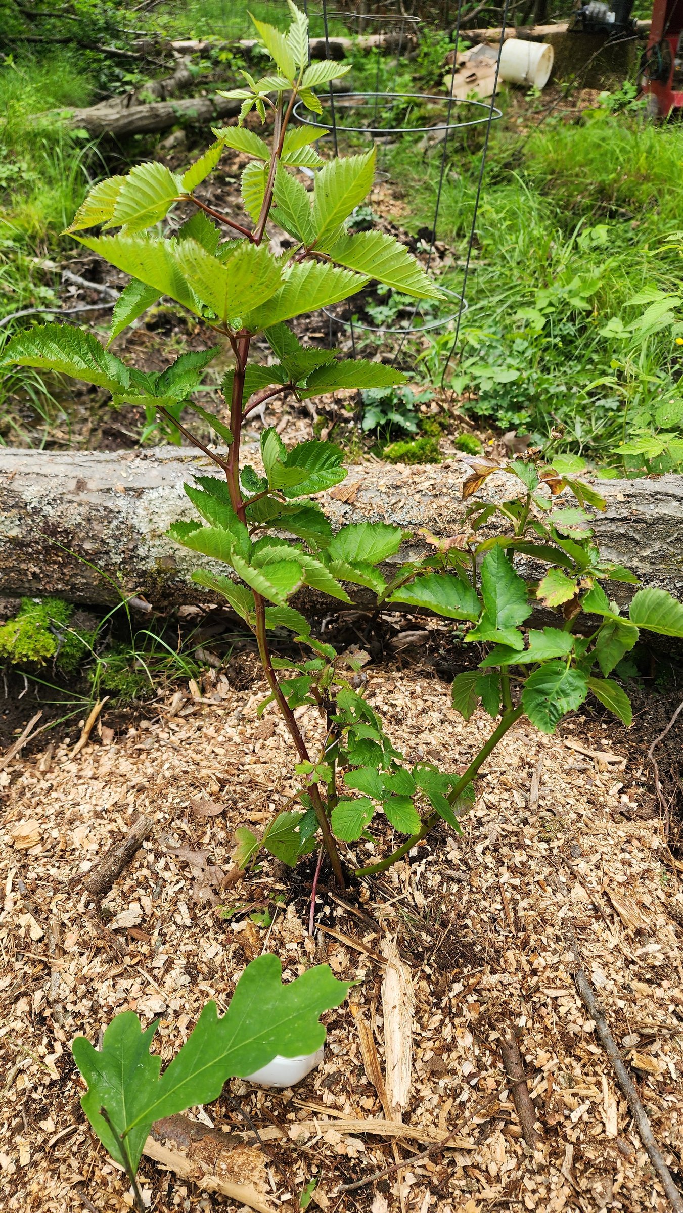 June 2025 Blackberry Planting (7).jpg