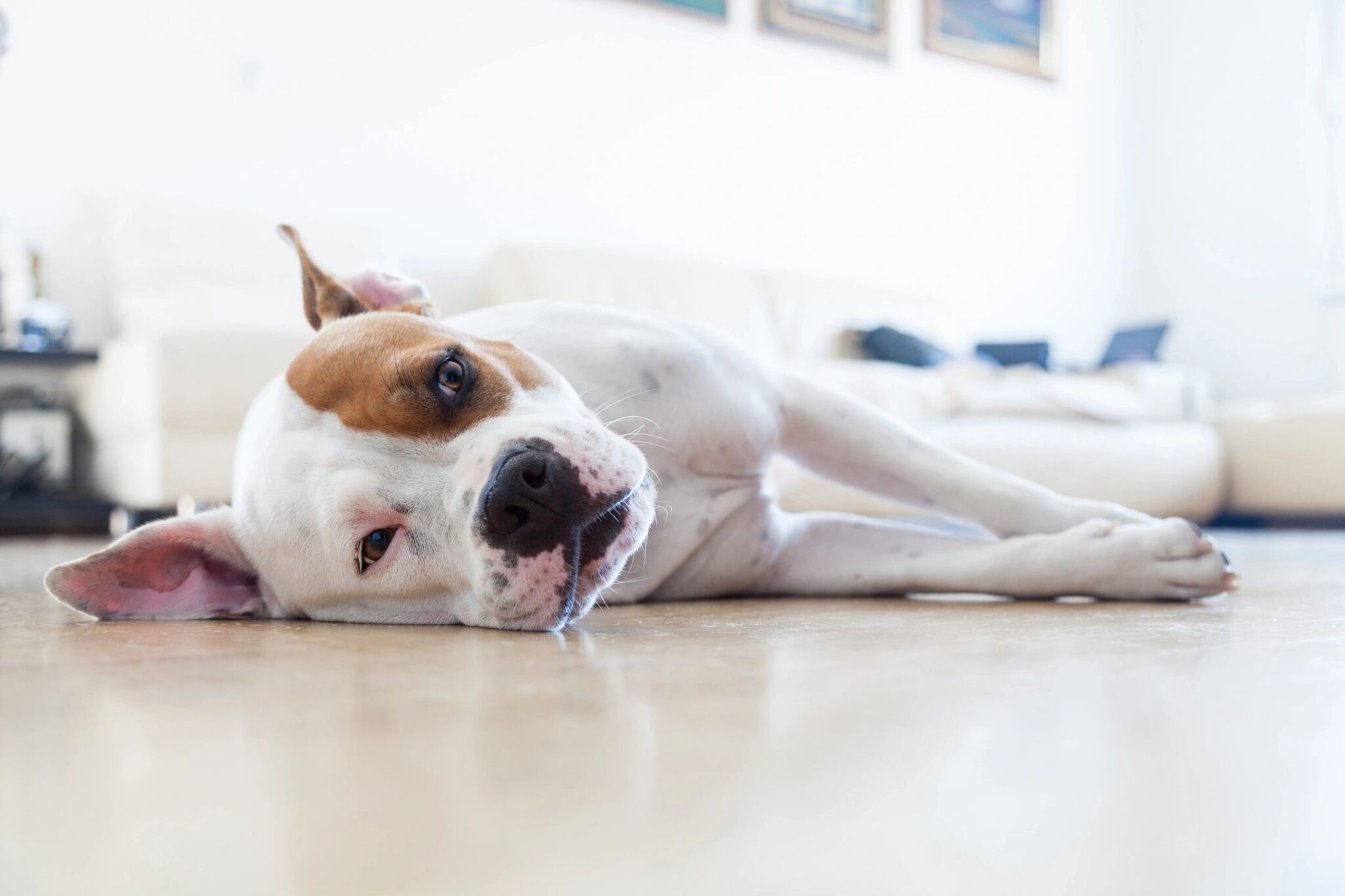 pet friendly rental dog rental