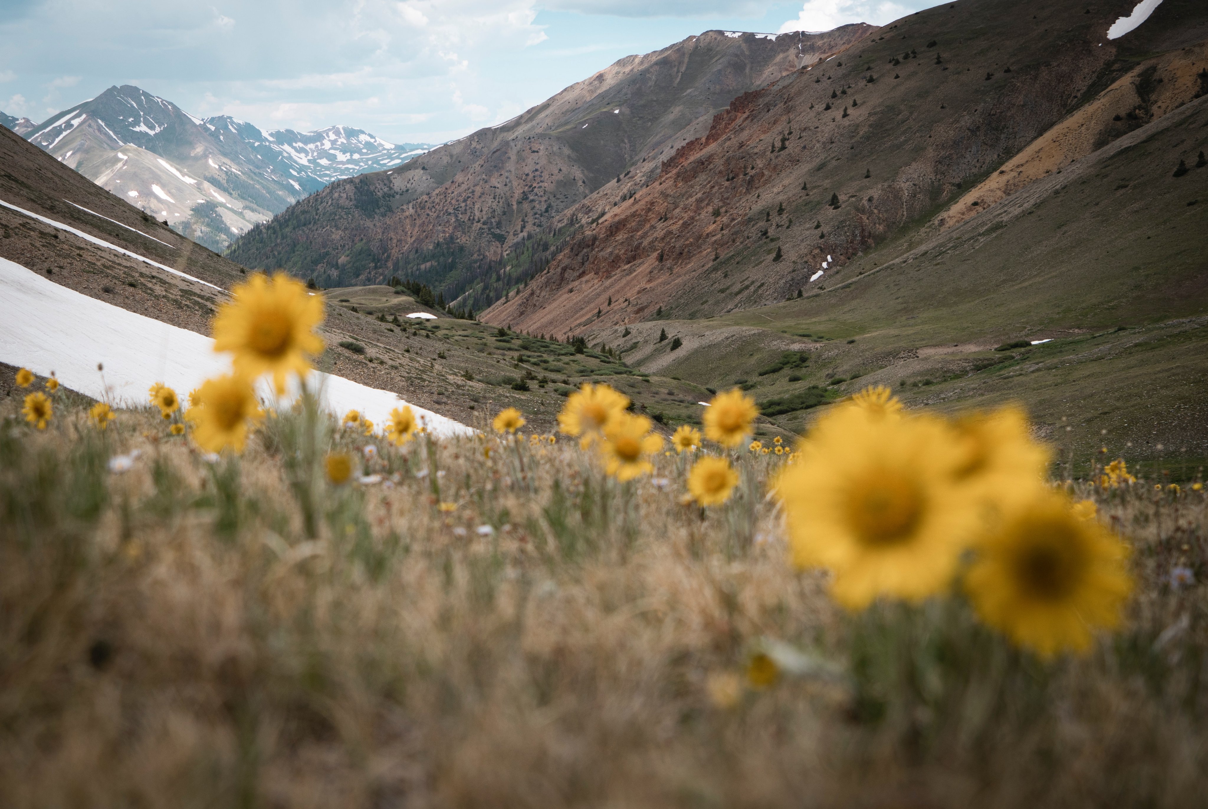 Wildflowers in Vail