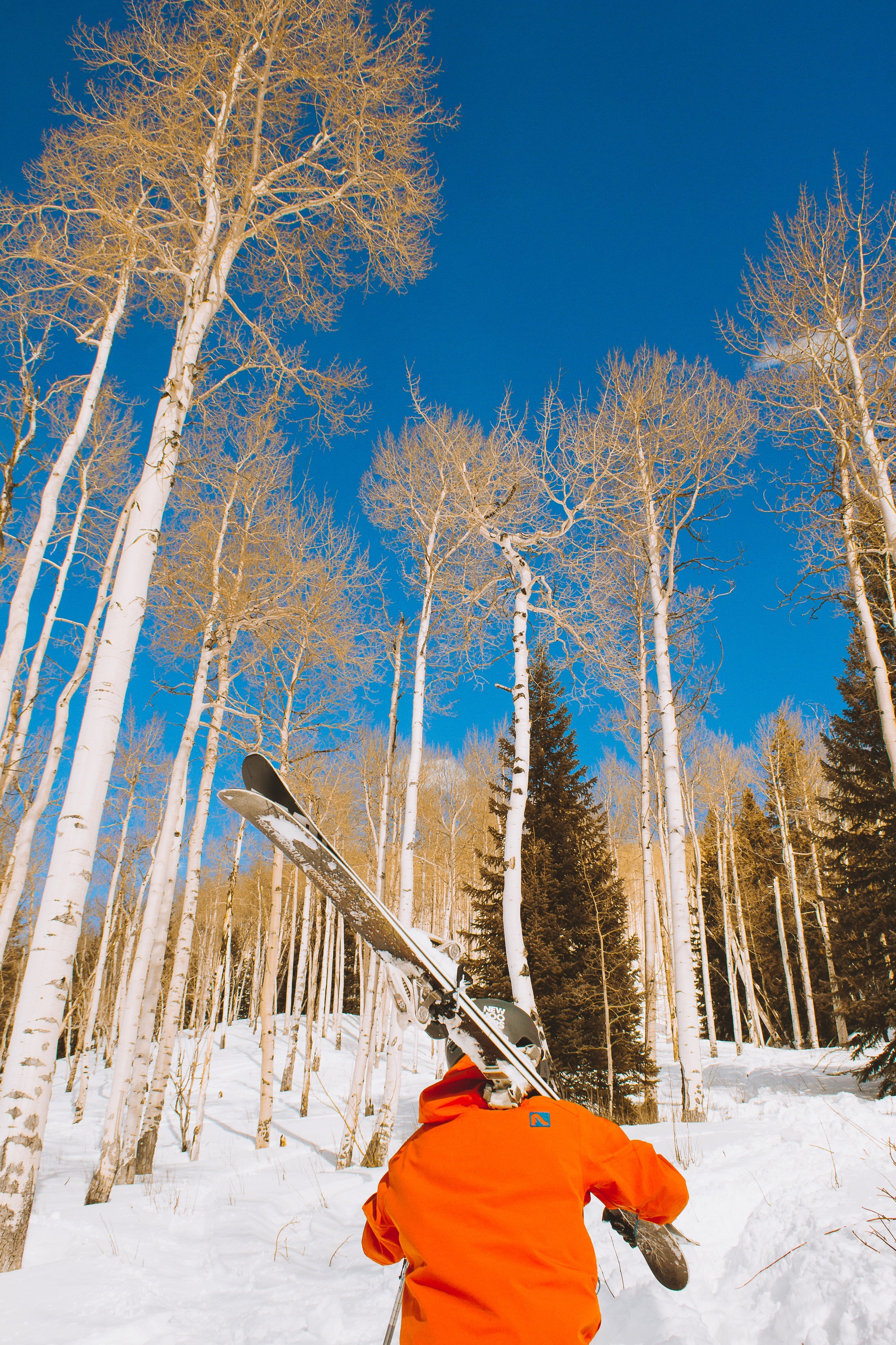 Skier on mountain