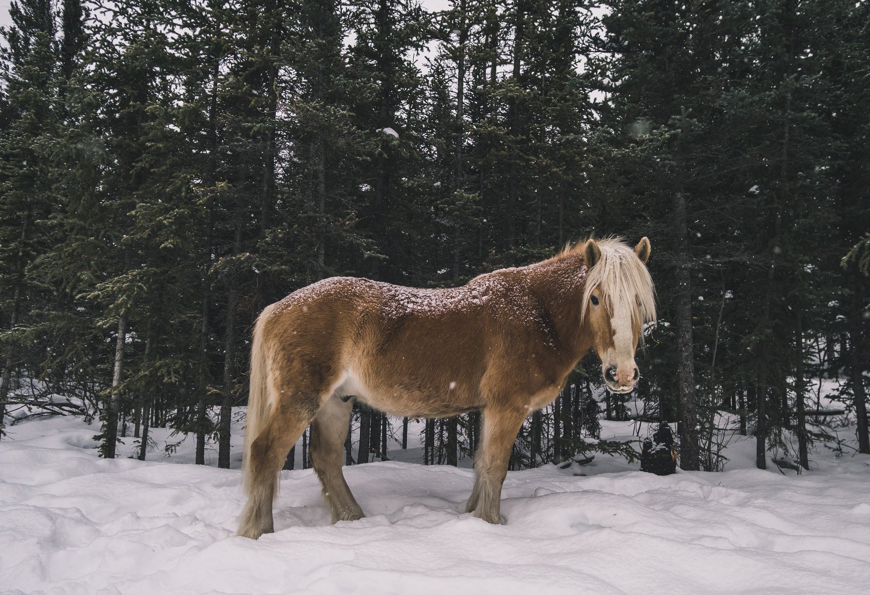 Sleigh ride in snow