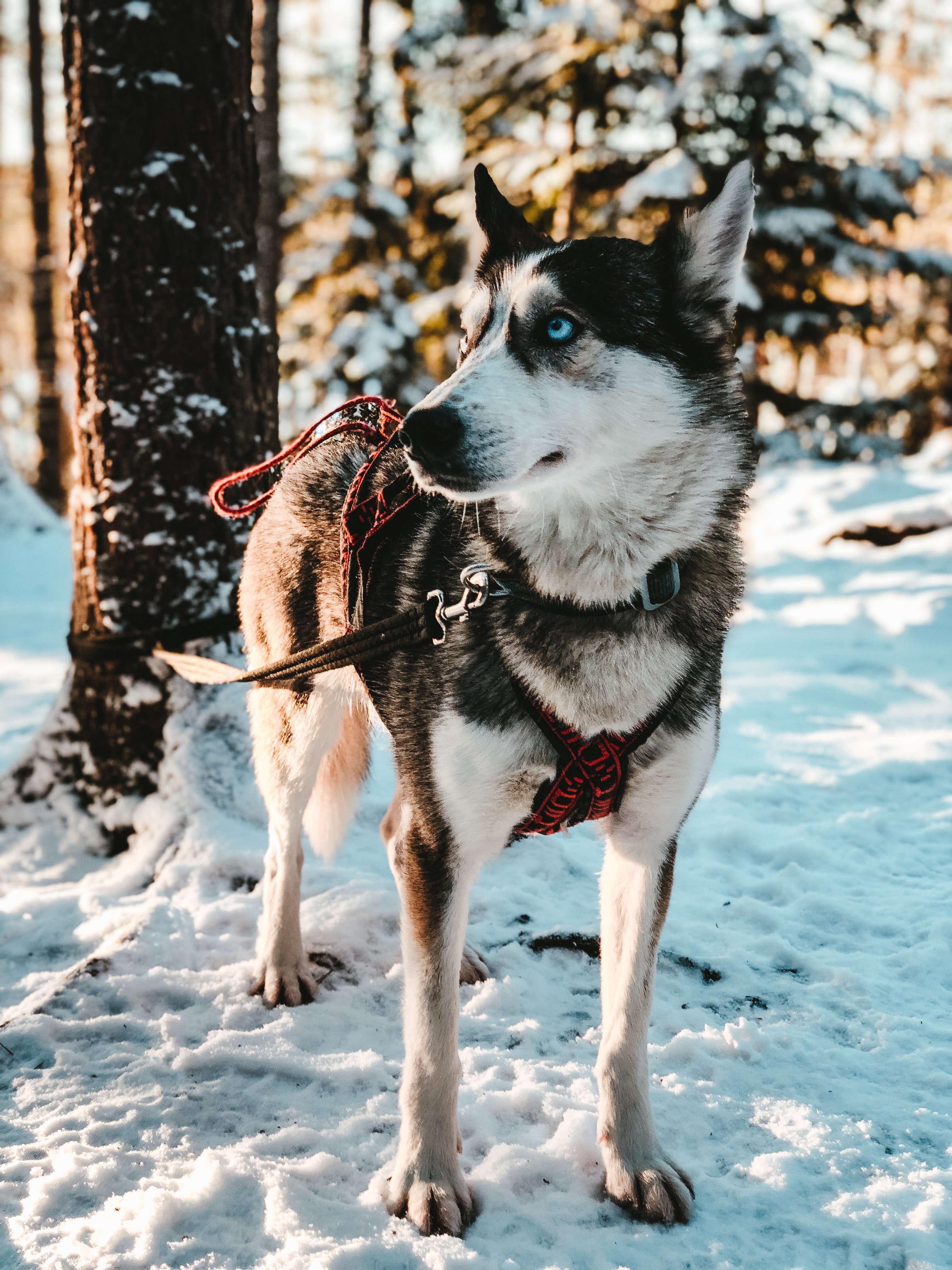 Sled dogs