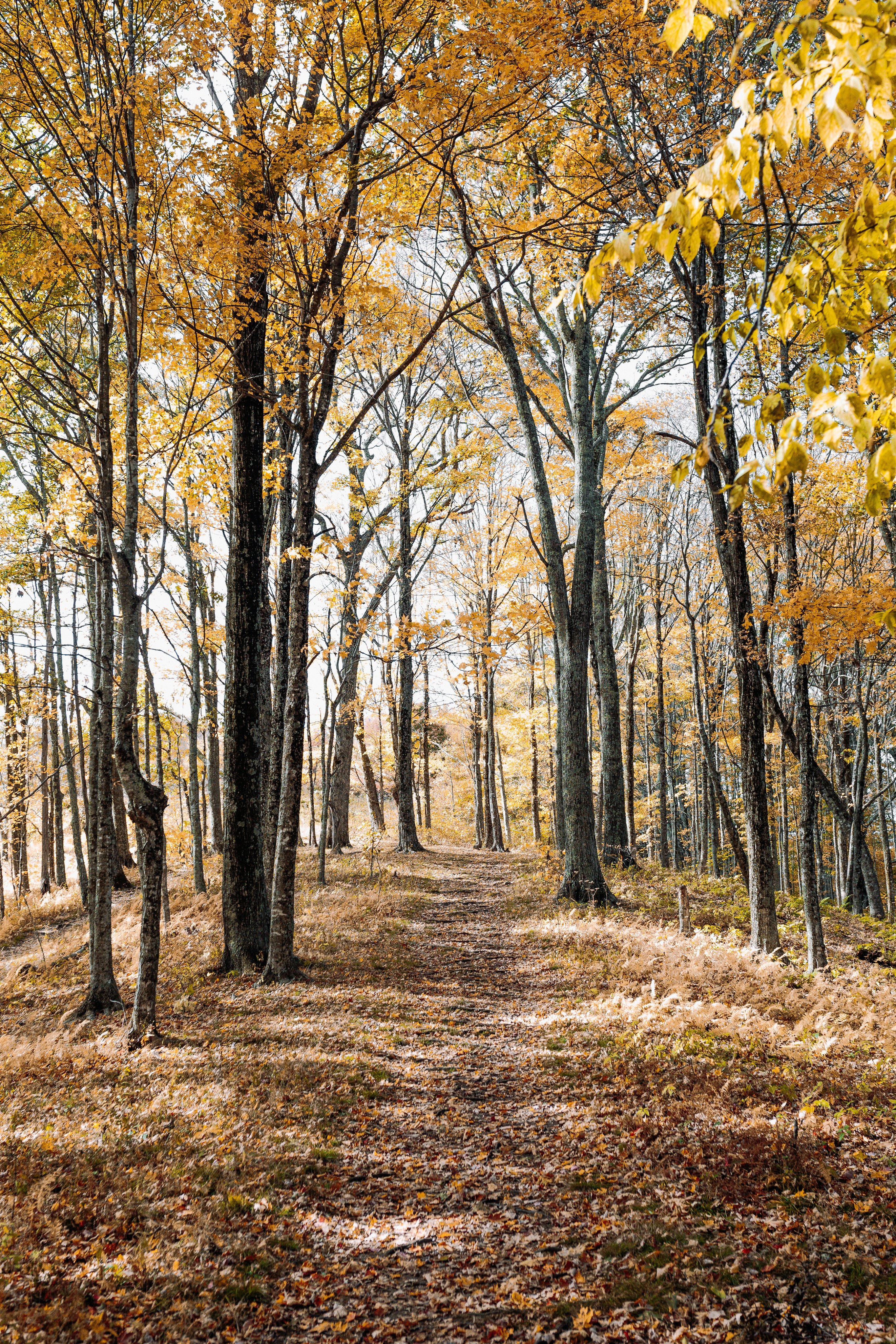 Hiker on a trail surrounded by fall foliage near Vail