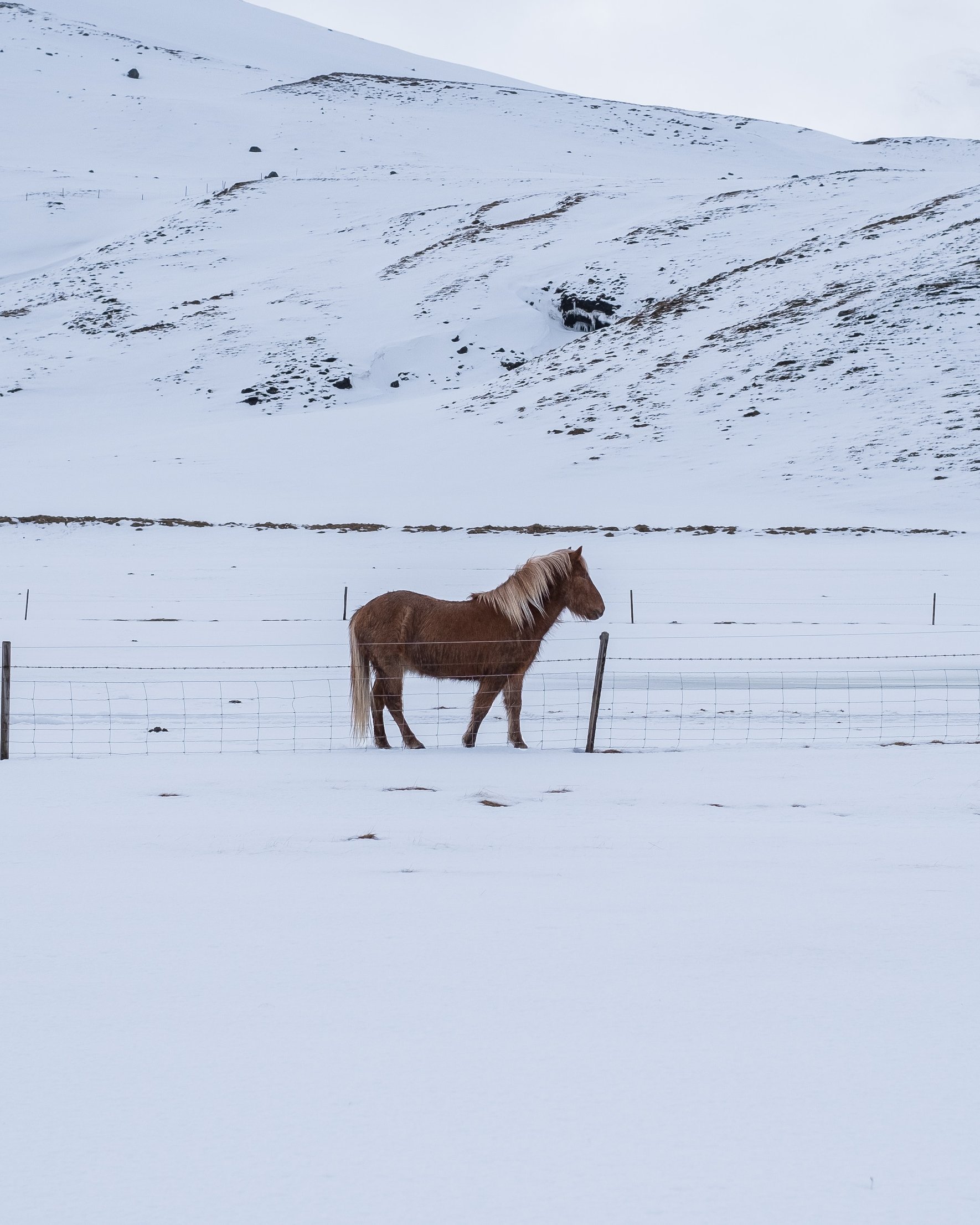 Horseback riding in winter