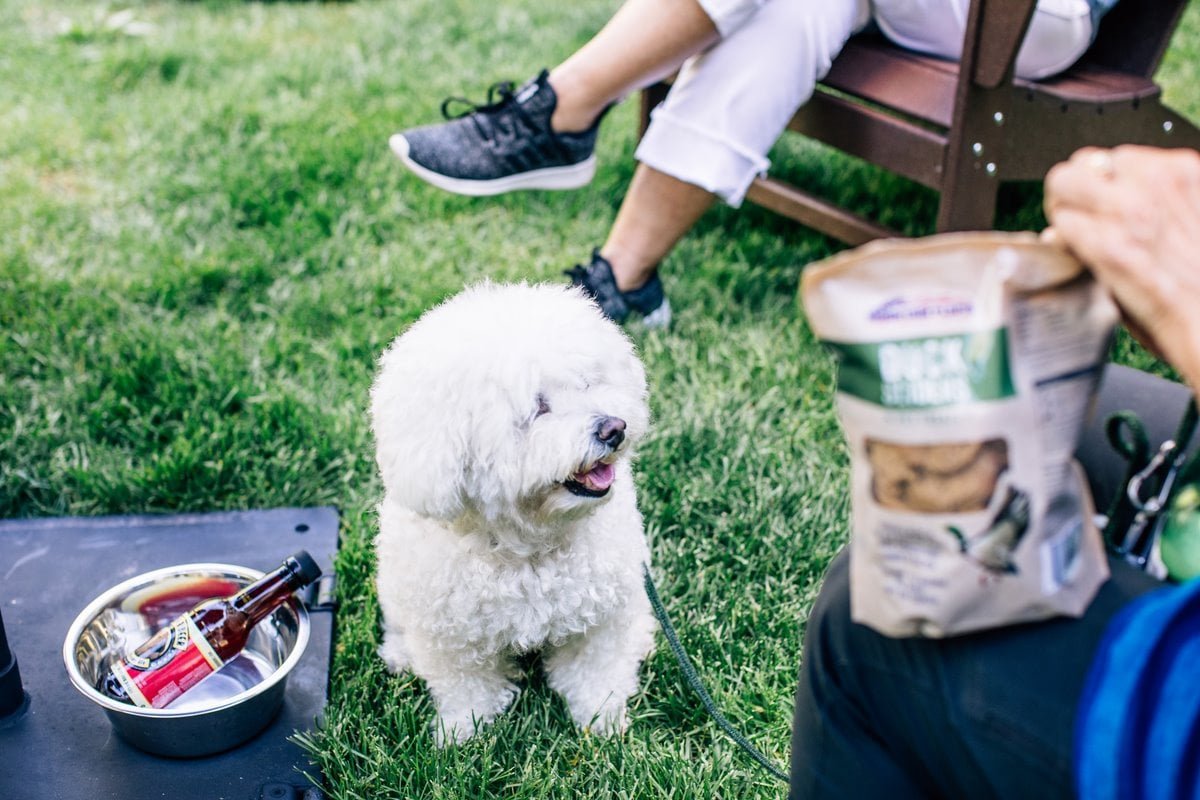 Dogs at Yappy Hour Grand Hyatt Vail
