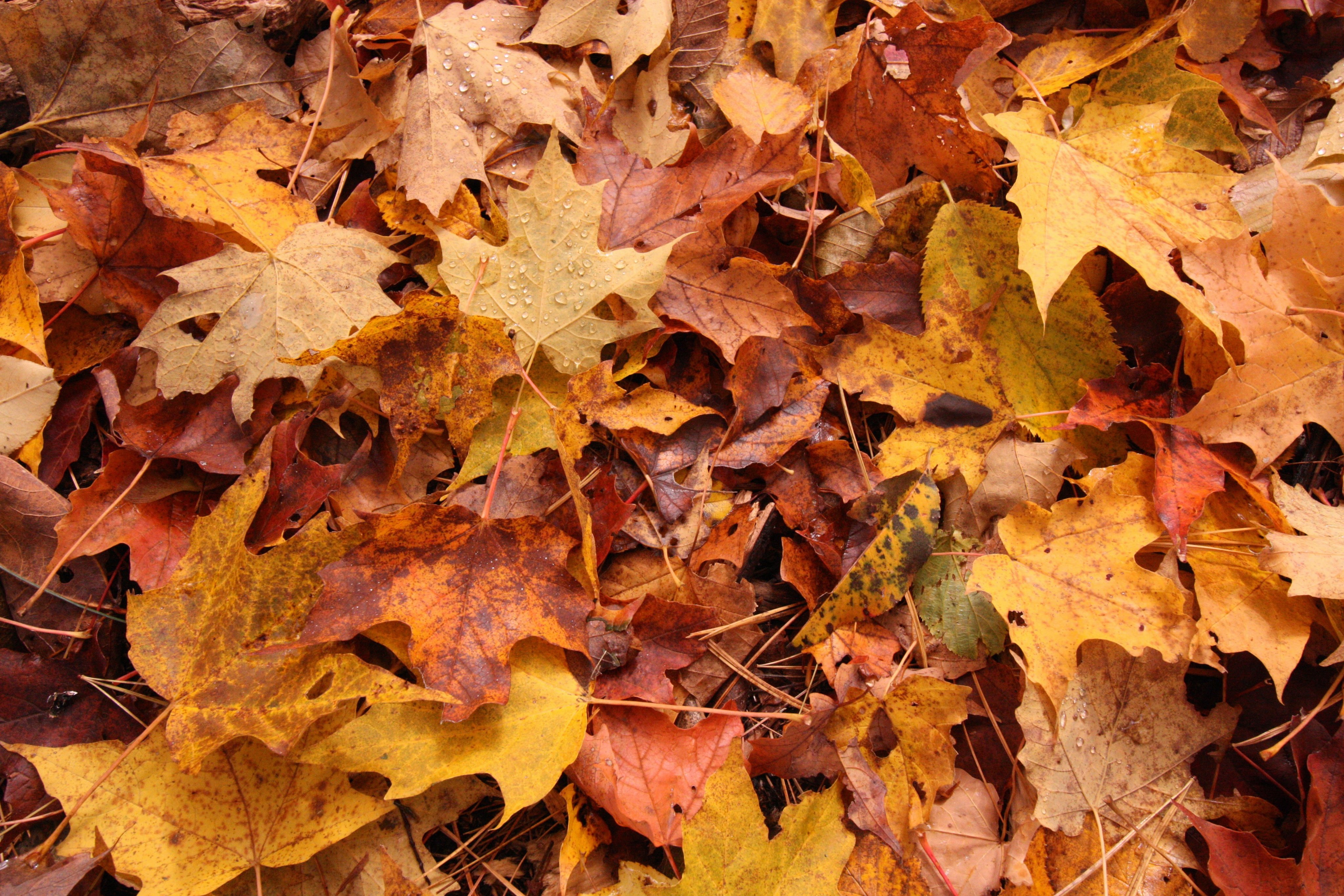 Fall foliage in Colorado
