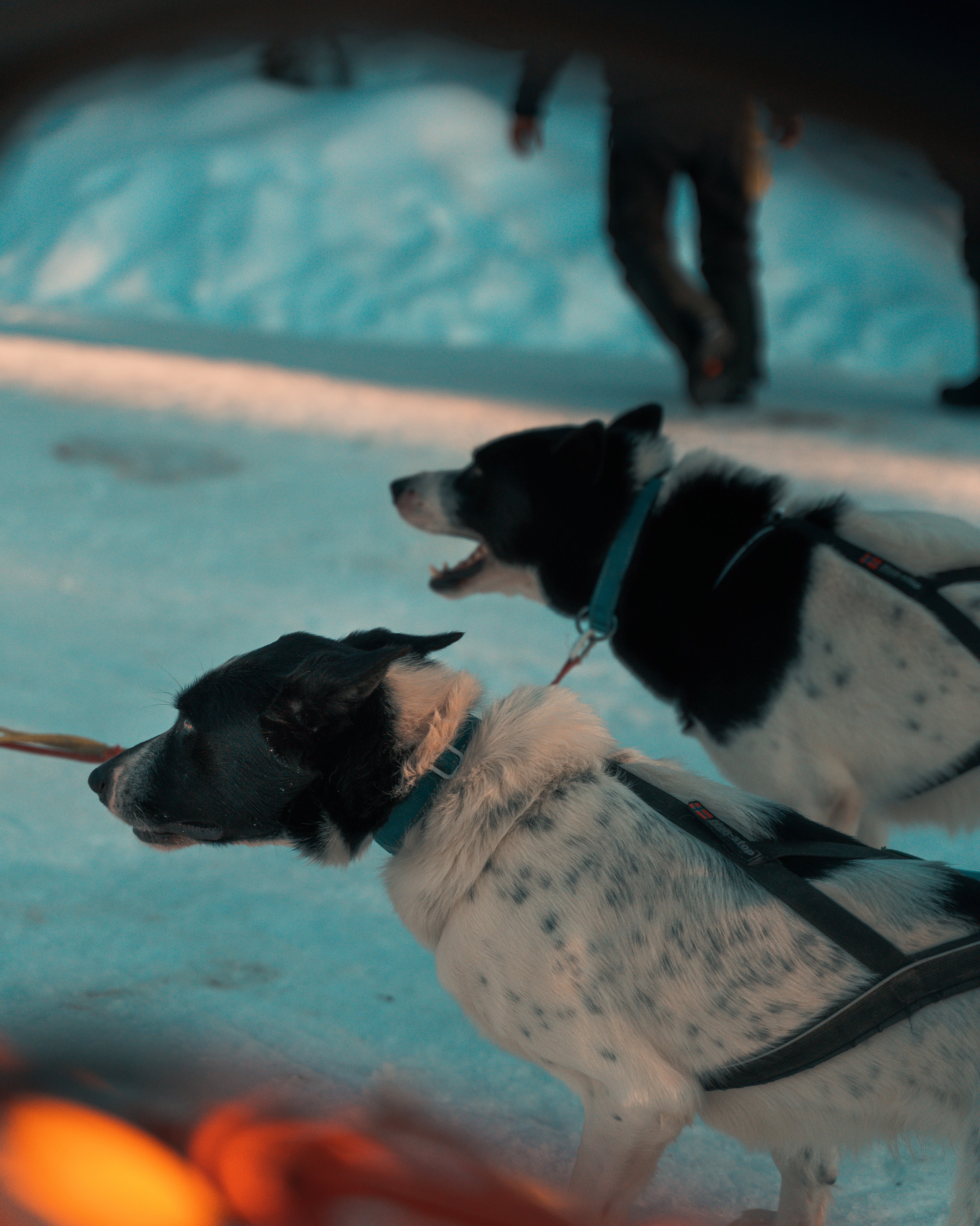 Dogs in the snow