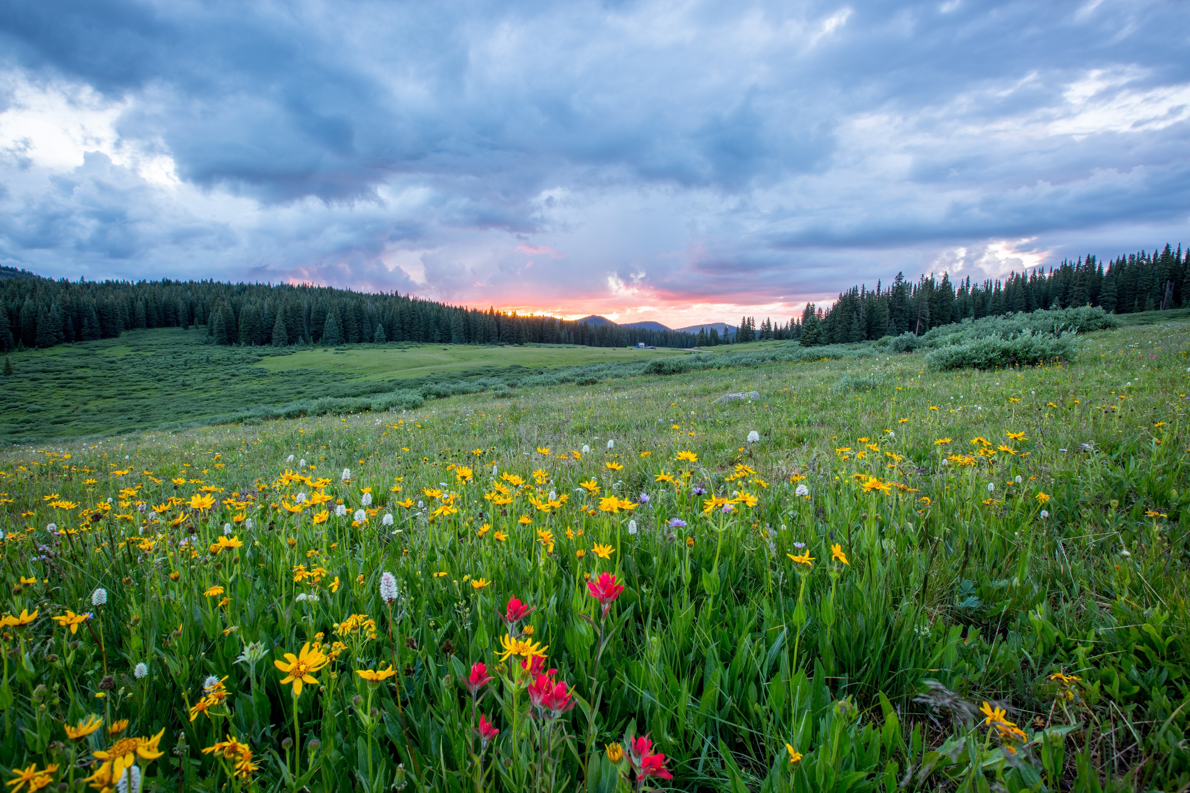 Alpine wildflowers