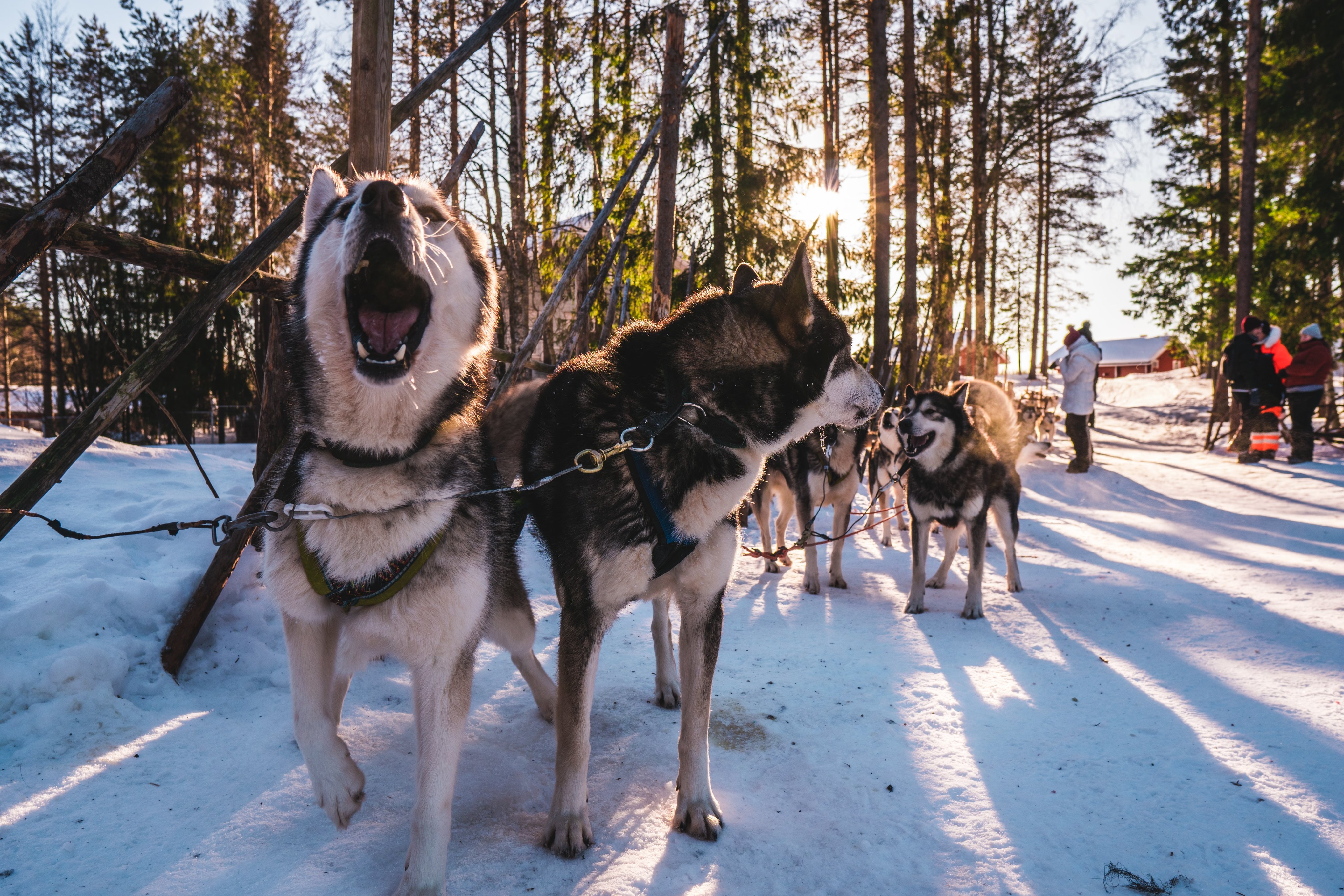 Dog sled team running