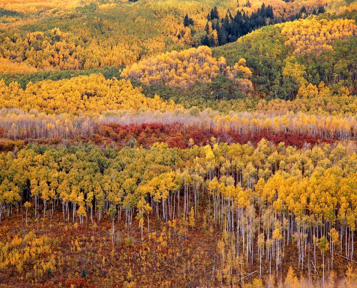 Fall colors in Colorado